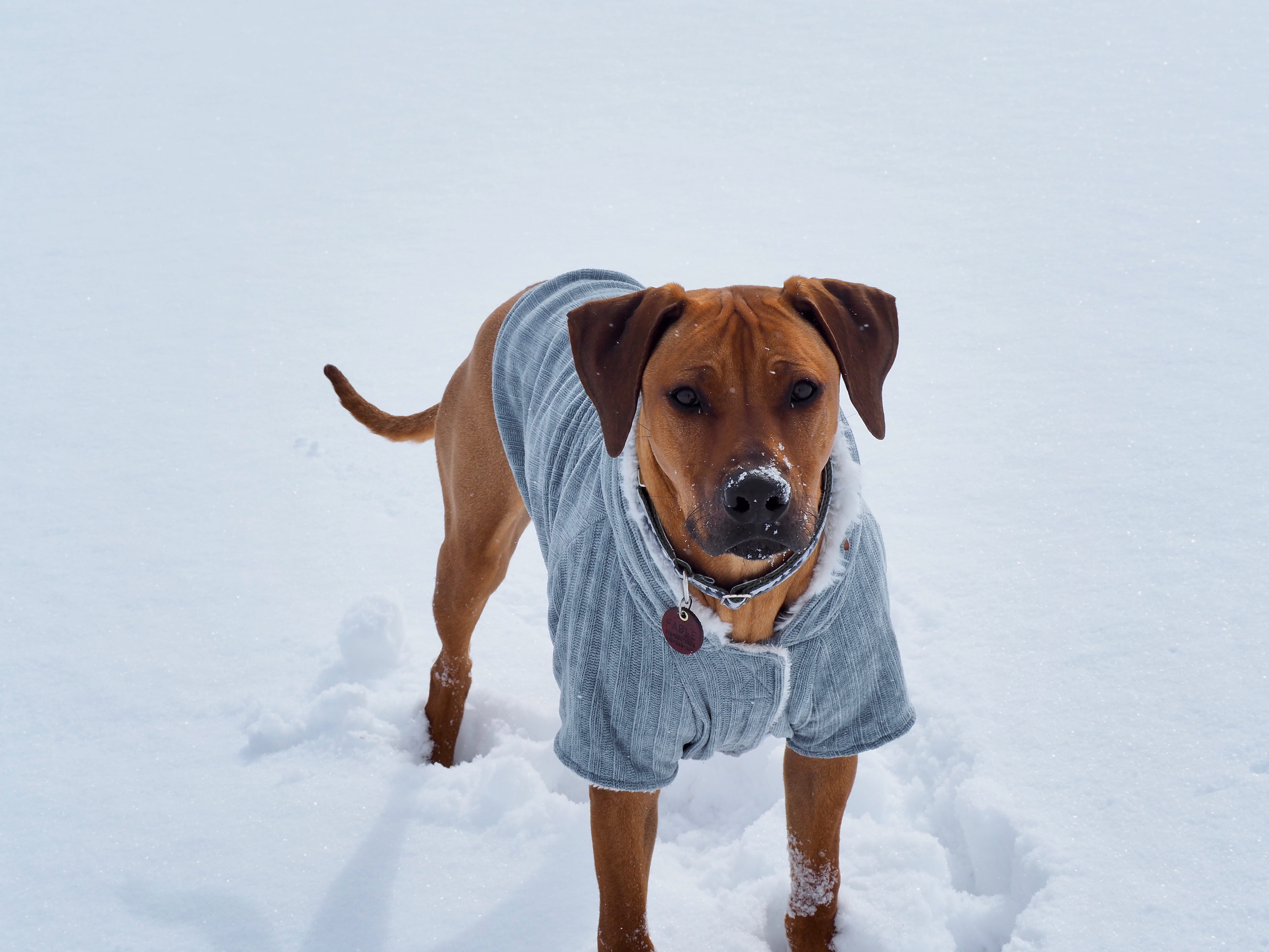 dog, looking, godly, mammal, everwildme, portrait, clothing, short, shirt, standing, grey, animal, looking at camera, pets, canine, beautiful man, coat, HD Wallpaper