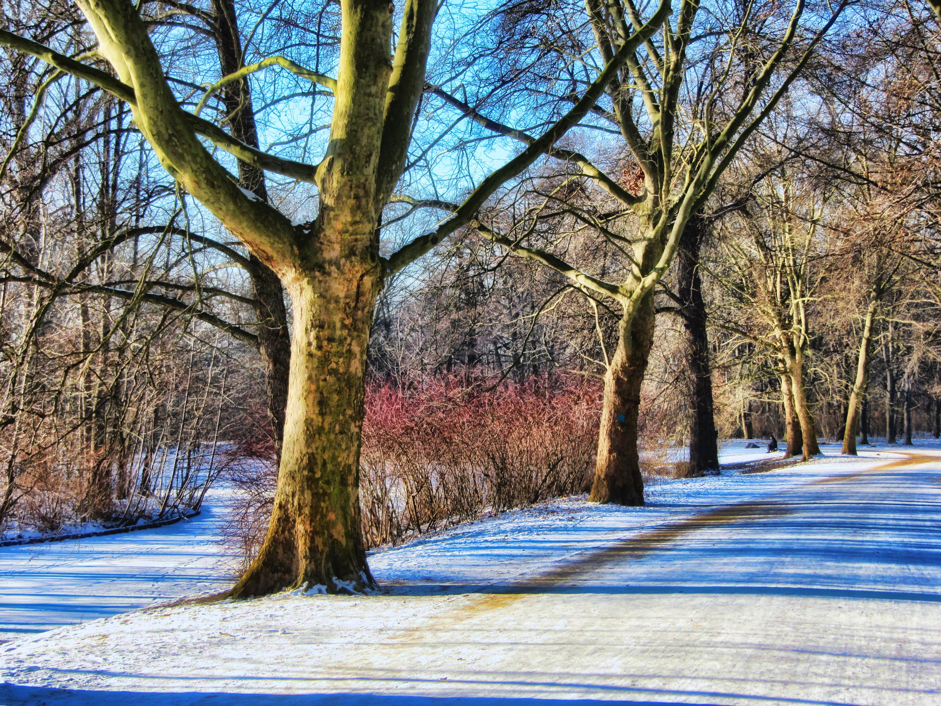day, road, beauty in nature, plant, trunk, forest, no people, branch, berlin, tranquil scene, 2K, frost, away, nature, diminishing perspective, tiergarten, HD Wallpaper