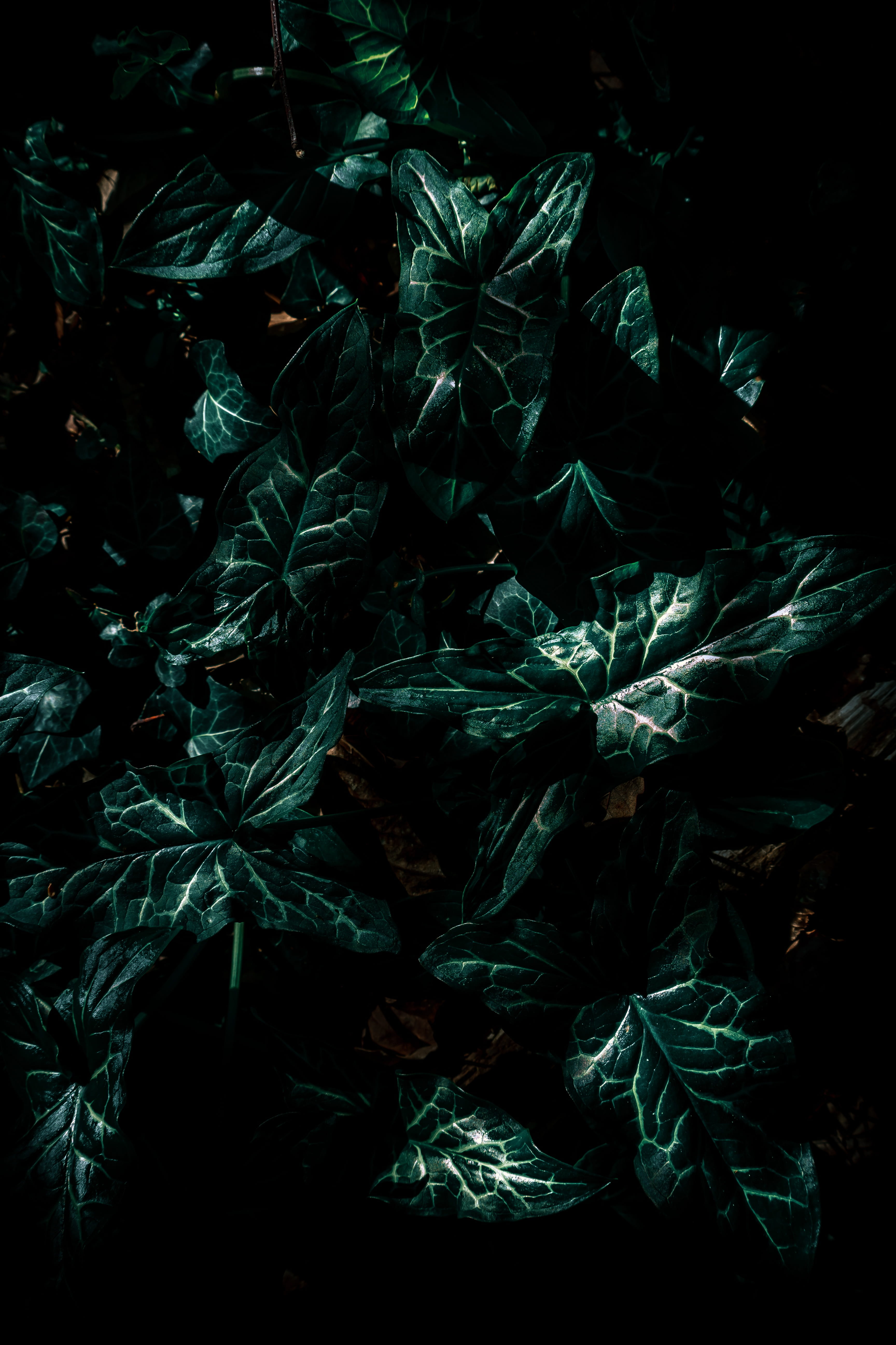 inspired, high angle view, indoors, plant, marijuana - herbal cannabis, food, growth, detail, 5K, beauty in nature, full frame, leaf, no people, travel, Phone HD Wallpaper