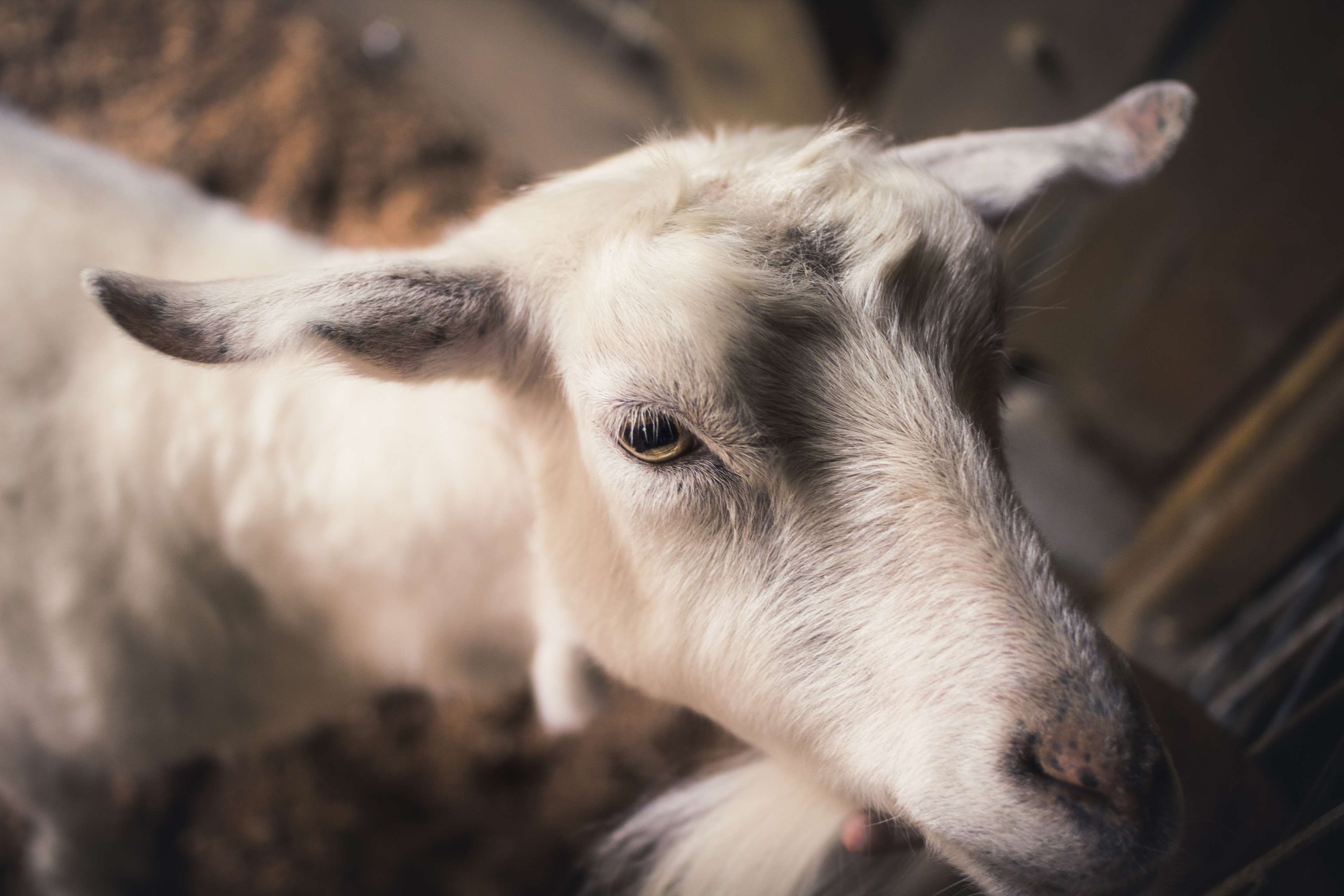 one animal, depth of field, goats, animal themes, portrait, snout, animal eye, animal body part, zoo, pets, domestic, eye, livestock, animal head, domestic animals, HD Wallpaper
