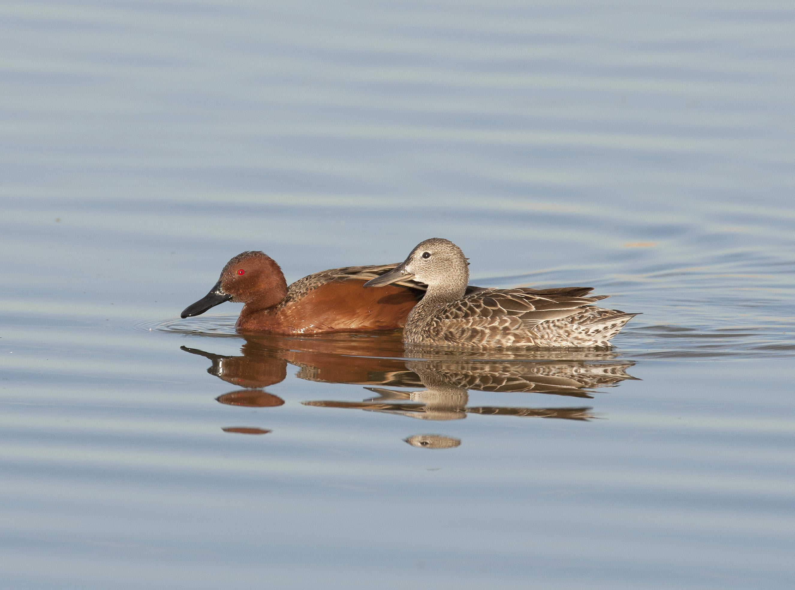Prairie, Pair, body of water, Region 6, animal, Lake  Benton, photography, beak, bird, Cinnamon Teal, lake, NWR, Mammal, Mountain, Waterfowl, teal, USFWS, HD Wallpaper