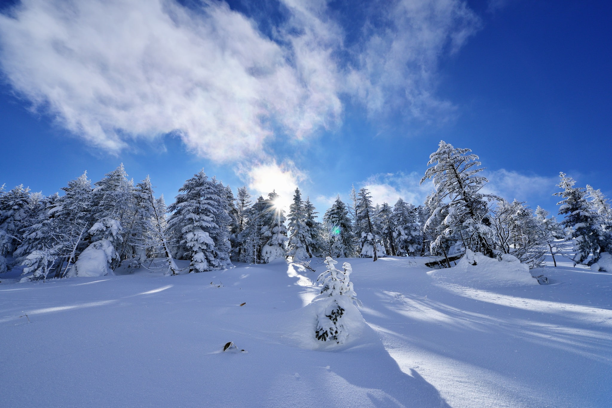 spruce, clouds, slope, trees, sky, winter, 1080P, snow, HD Wallpaper