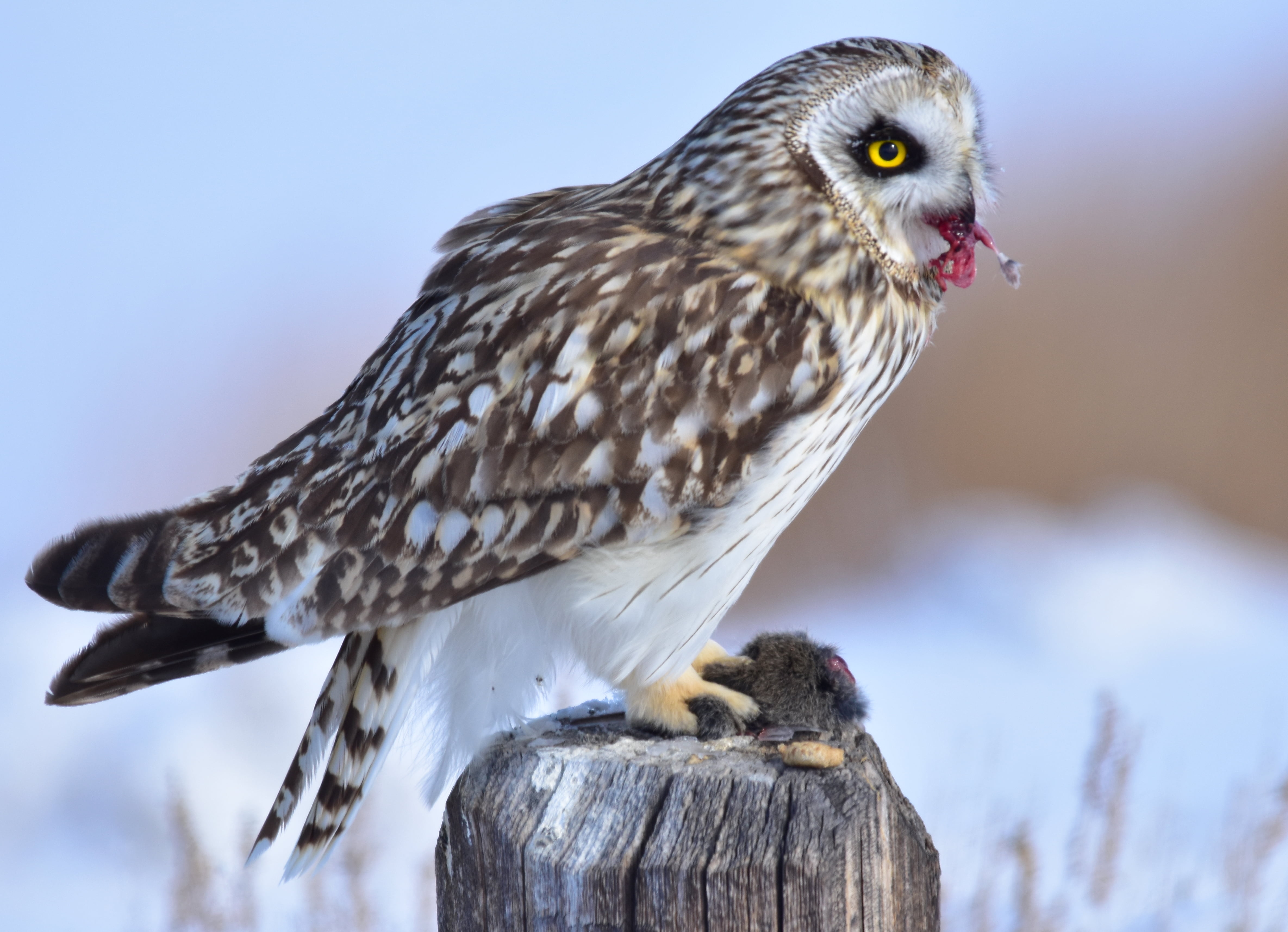 eared, bird of Prey, USFWS, beak, 4K, owl, grey, National Wildlife Refuge System, U.S. FISH AND WILDLIFE SERVICE, wildlife, white, animals Hunting, national, HD Wallpaper