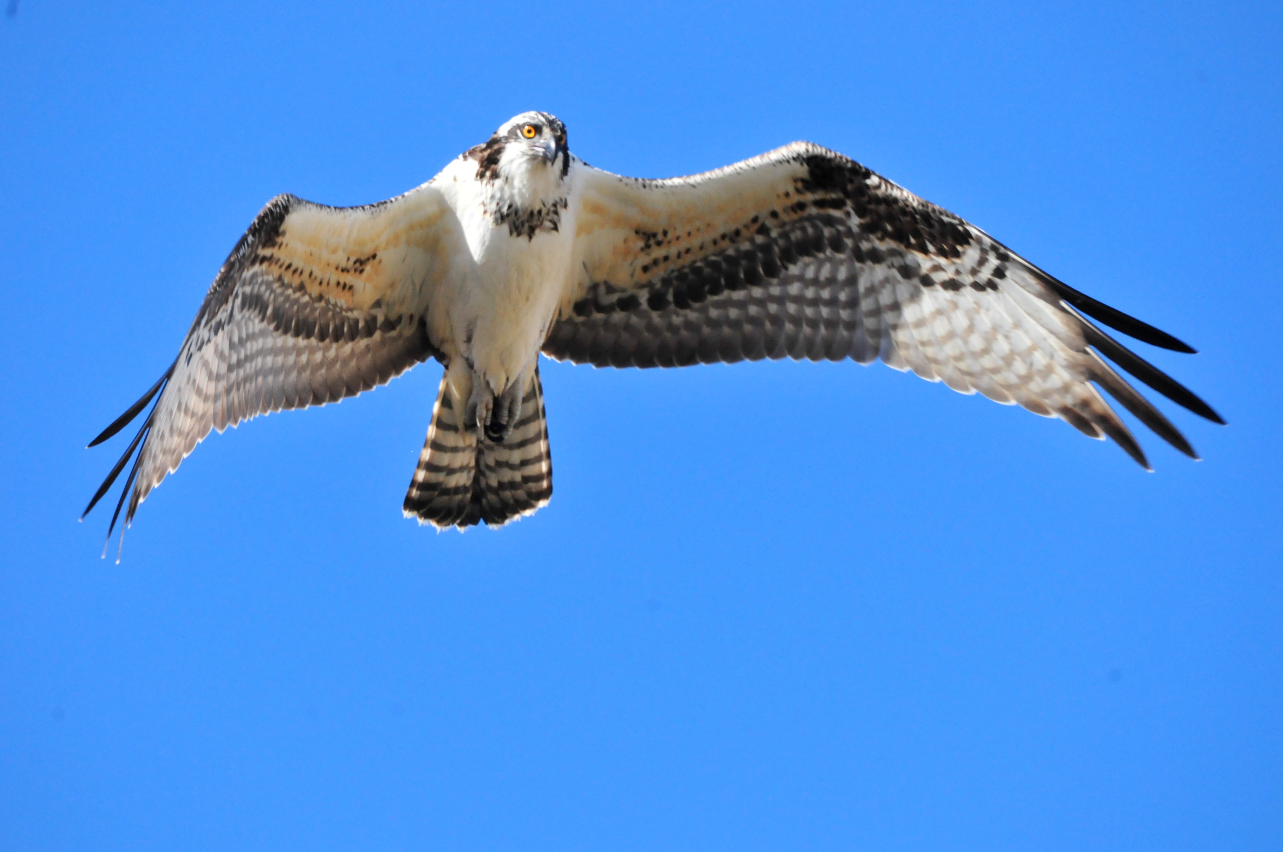 low angle, Seedskadee National Wildlife Refuge, nature, white, animal, low, flight, bird, refuge, bird of Prey, animal Wing, Nature  Conservation, national, HD Wallpaper