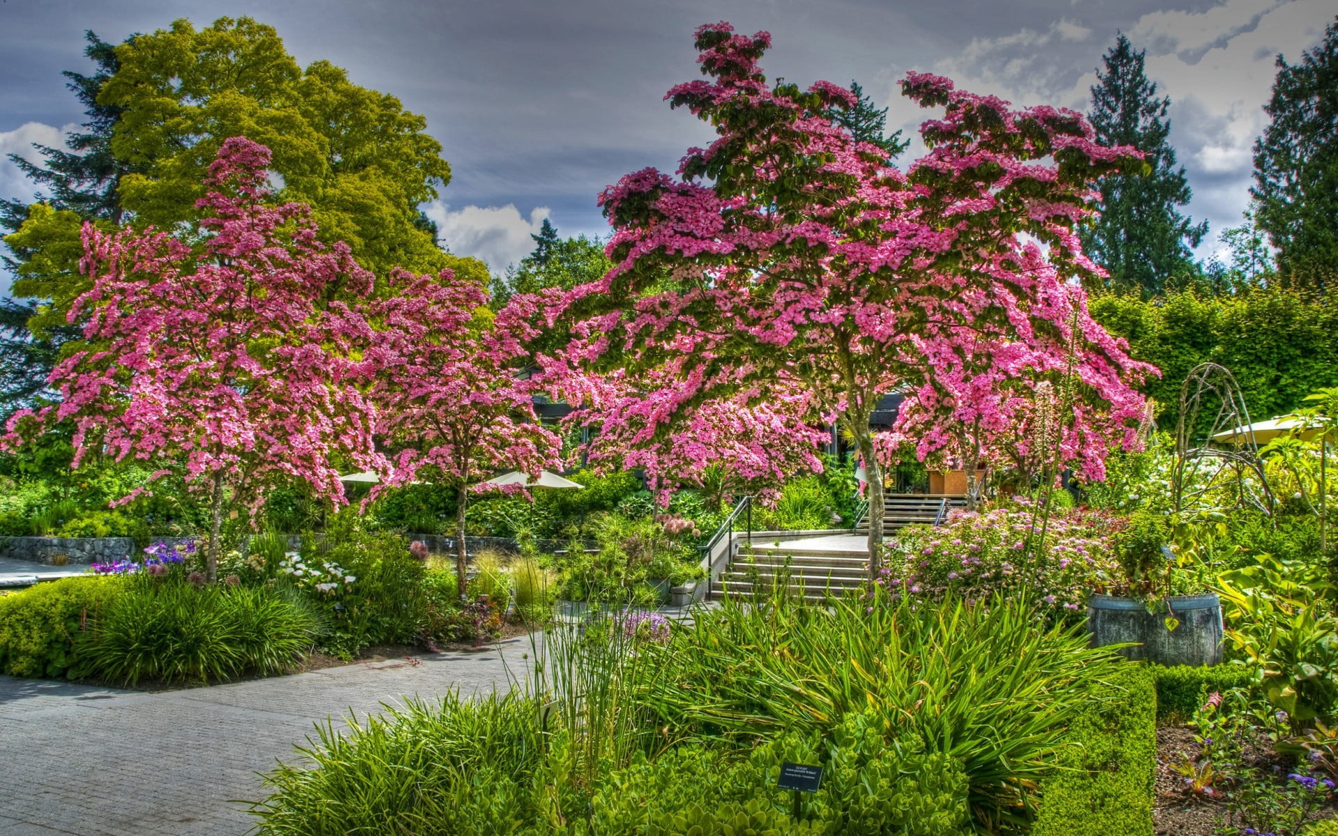 photography, park - man made space, tree, park, flower, petaled, seat, park bench, purple, sky, pink color, plant, green color, beauty in nature, pink, HD Wallpaper
