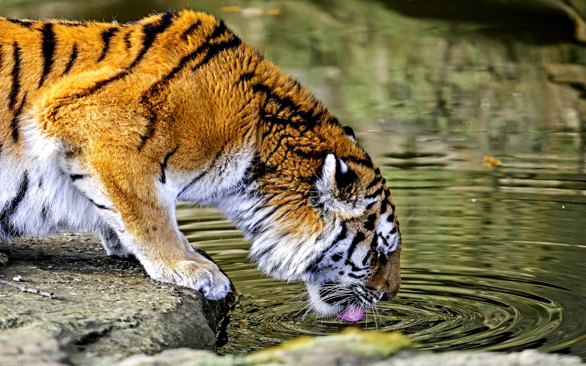 drinking, cat, day, no people, focus on foreground, vertebrate, animals in the wild, animal, mammal, animal wildlife, tiger, big cats, HDR, feline, water, HD Wallpaper
