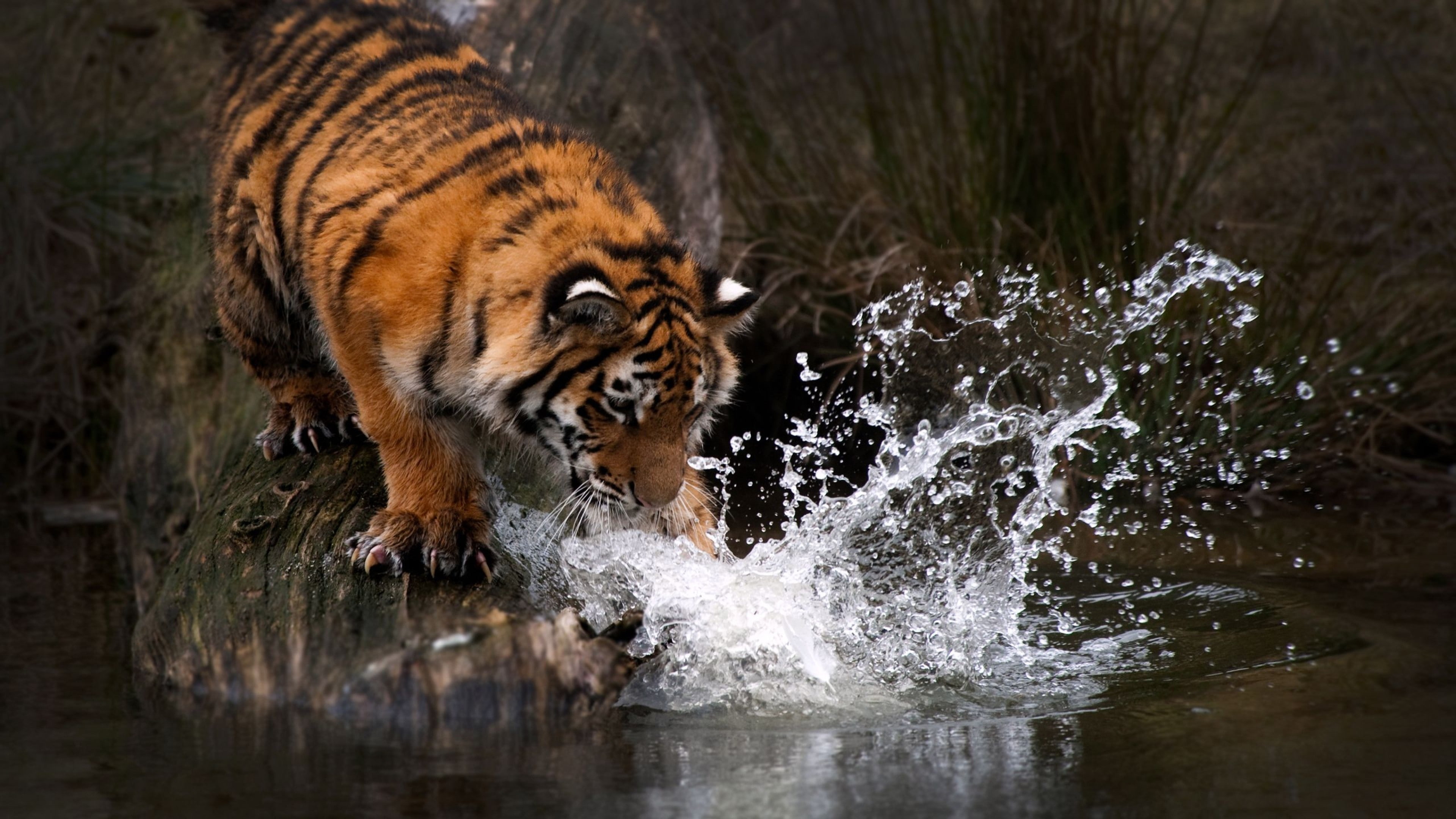 big cats, nature, mammal, one animal, animals, 4K, no people, water, animal wildlife, outdoors, animal, animals in the wild, feline, drinking, big cat, HD Wallpaper