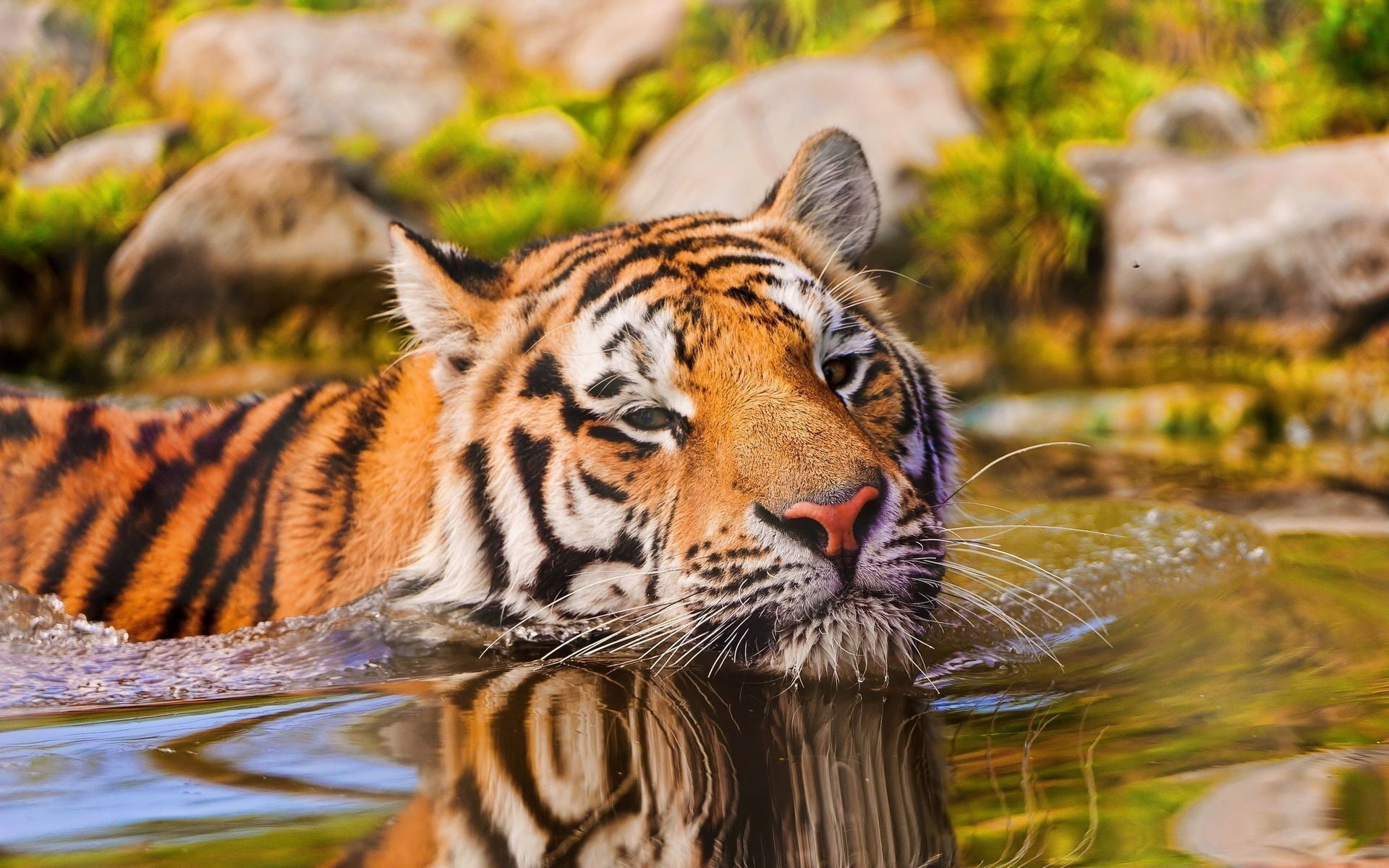 big cats, water, 1080P, animals, tiger, HD Wallpaper