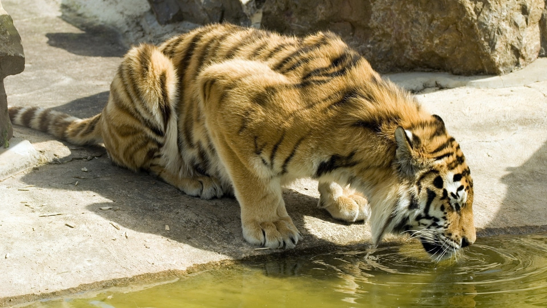 rock, animals in captivity, drinking, nature, 1080P, solid, mammal, animals, tiger, vertebrate, sunlight, carnivora, feline, animals in the wild, big cat, HD Wallpaper