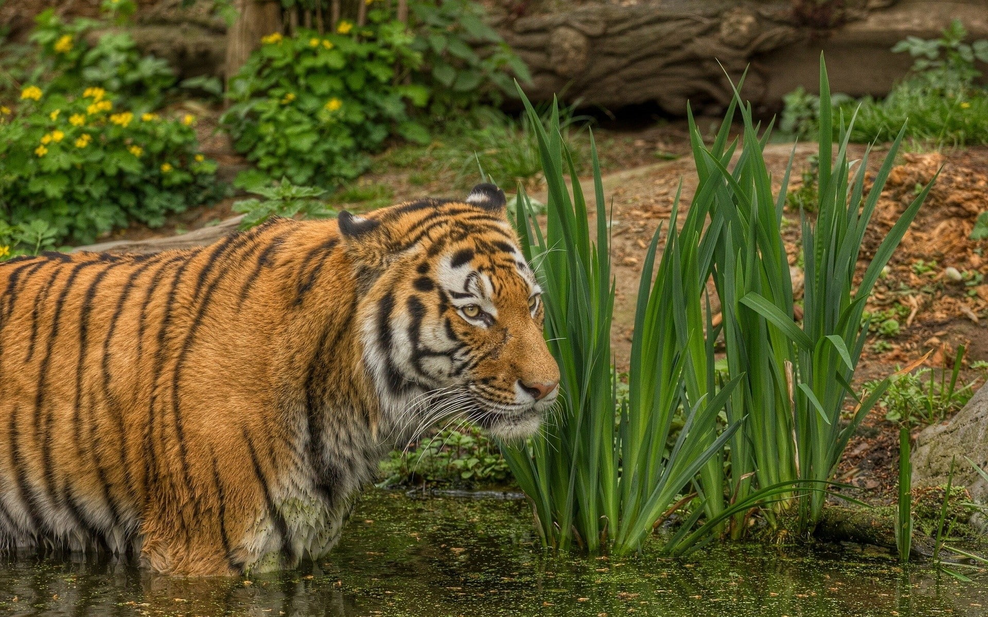 water, 1080P, animals, tiger, big cats, HD Wallpaper