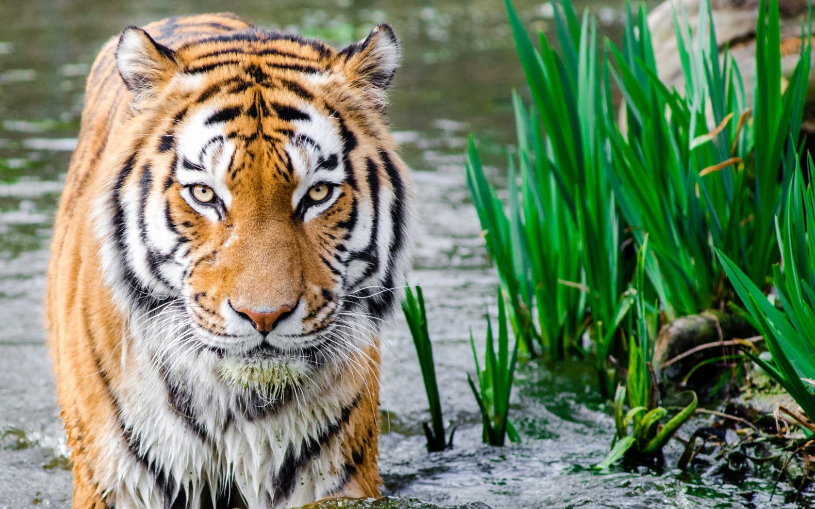 day, wet body, feline, big cat, portrait, whisker, undomesticated cat, one animal, carnivora, big cats, water, looking at camera, animal head, focus on foreground, HD Wallpaper