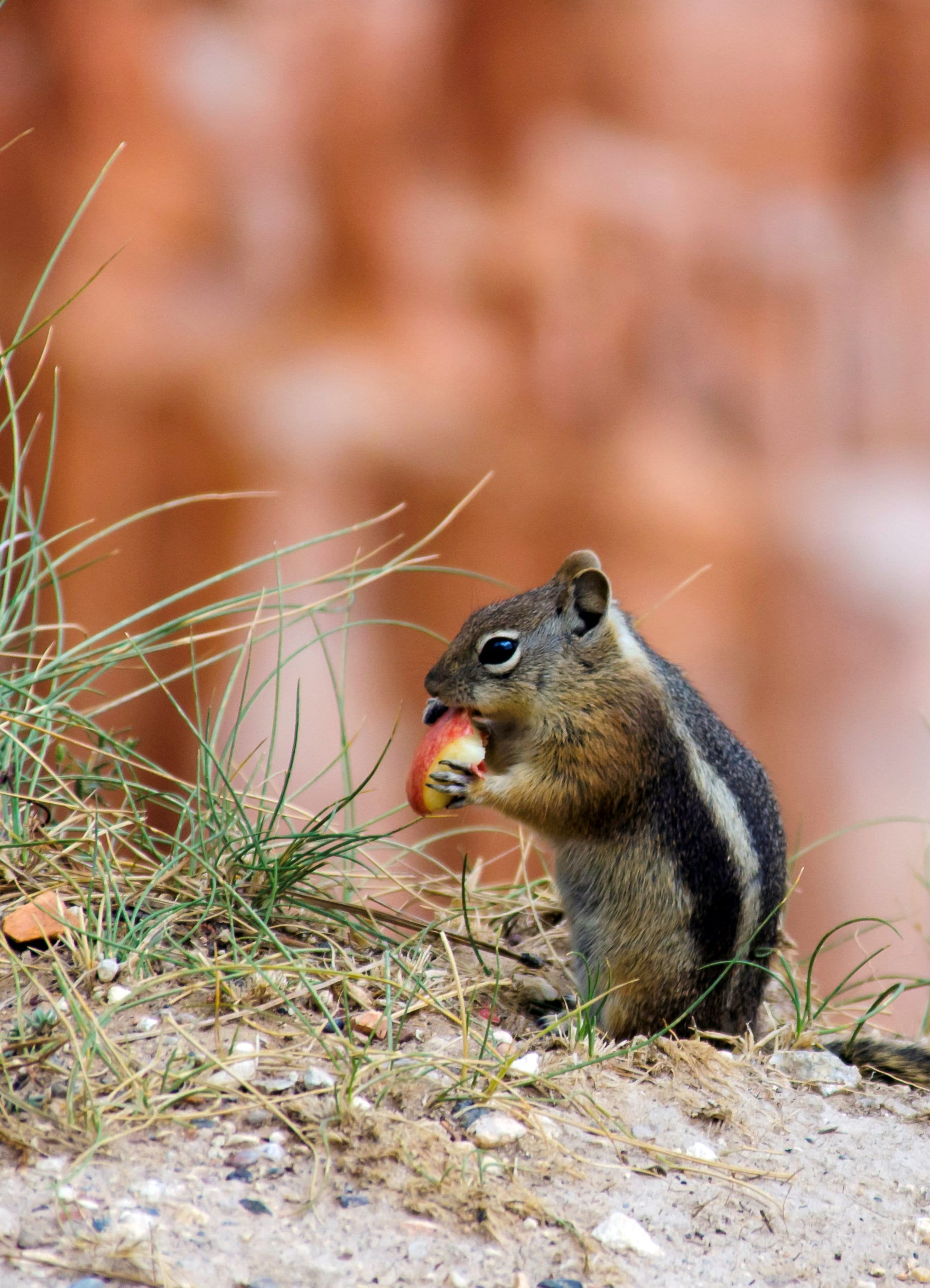 hungry, national park, outdoors, animals in the wild, animal themes, focus on foreground, chipmunk, rodent, usa, eating, animal wildlife, day, side view, Phone HD Wallpaper
