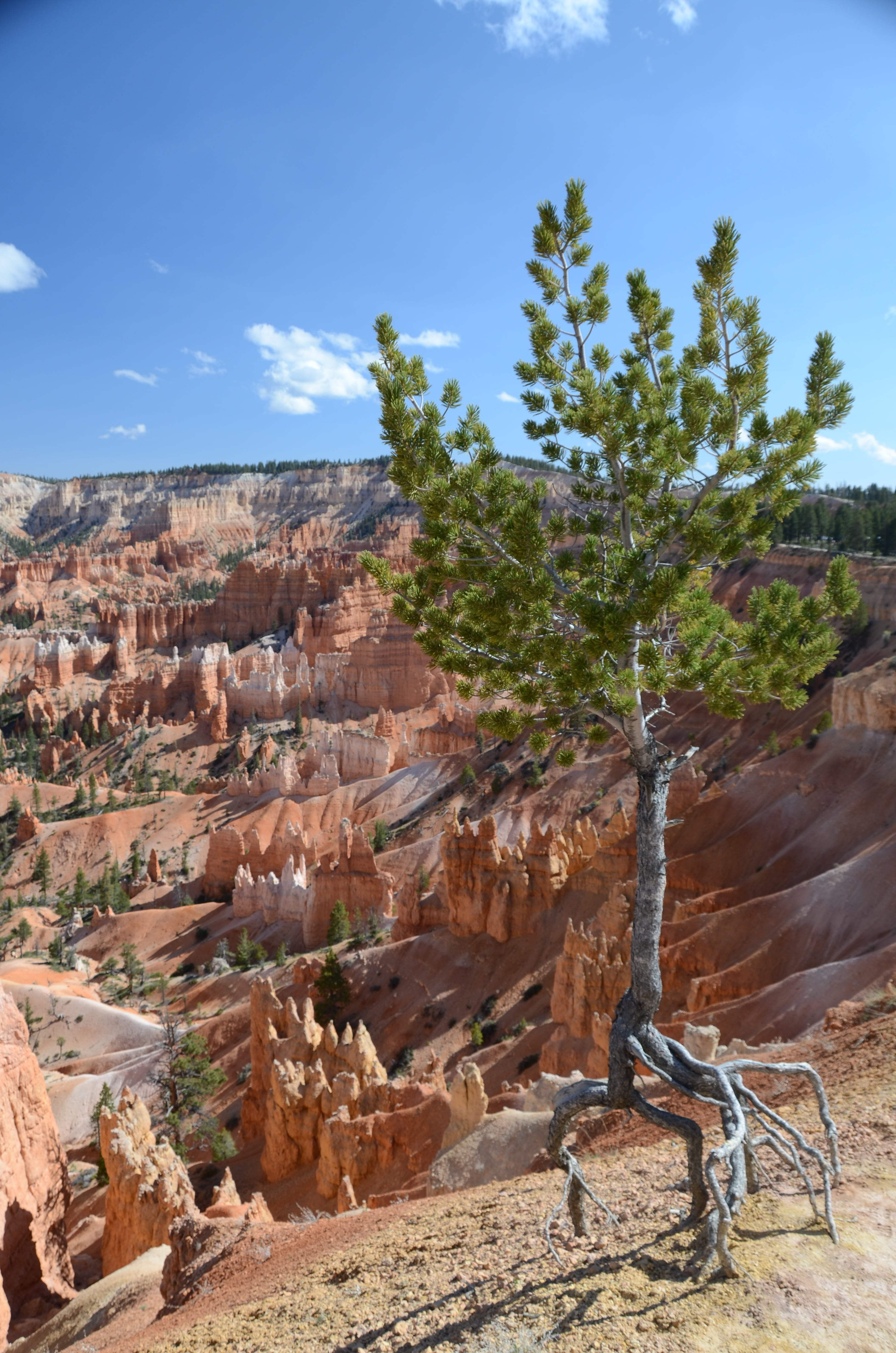 nature, plant, environment, bryce canyon national park, beauty in nature, sky, day, scenic, scenics - nature, erosion, tranquility, no people, tranquil scene, Phone HD Wallpaper