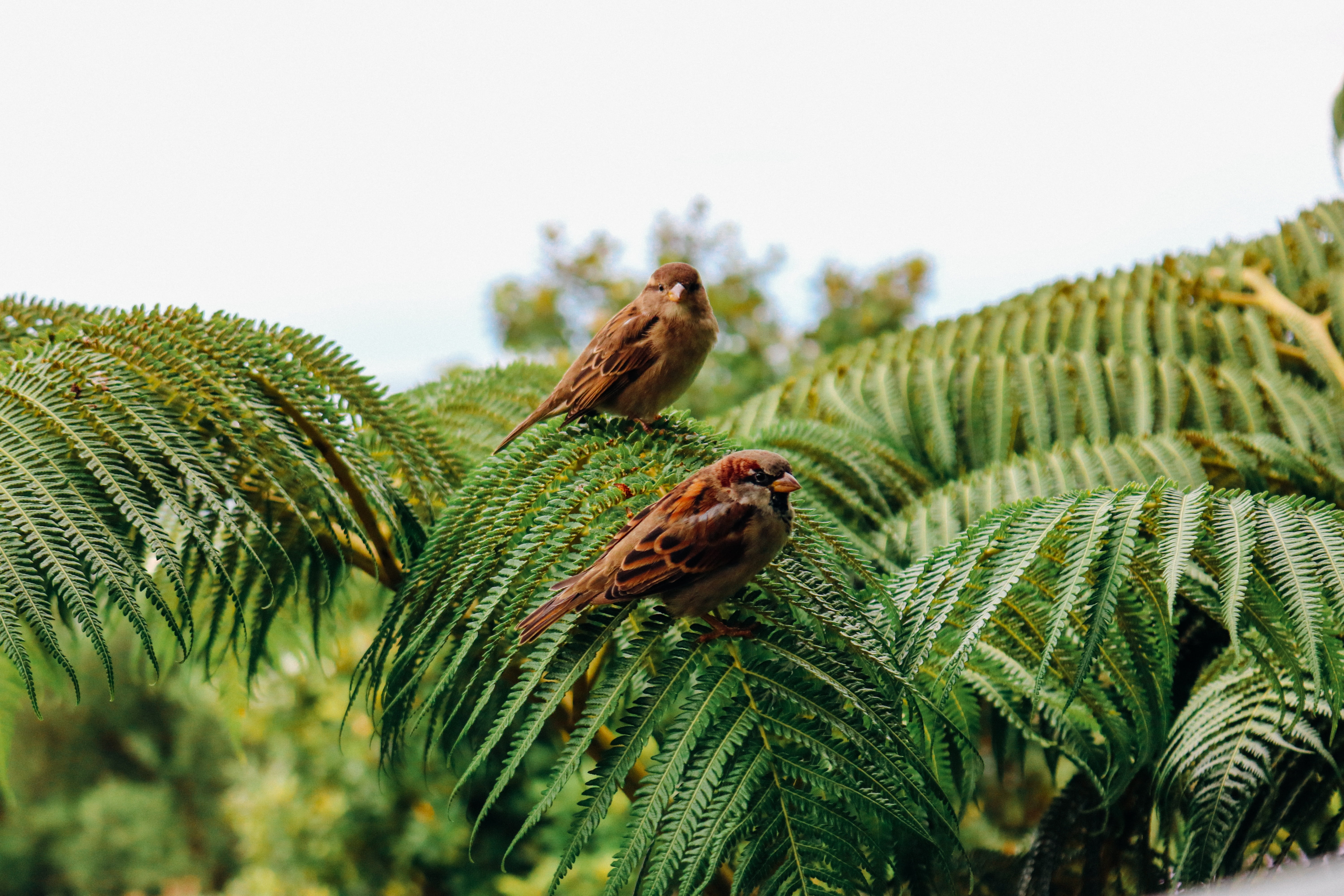 sky, bird, tree, day, palm, island, forest, pine tree, exotic, nature, outdoors, tropical, green, 5K, hawaii, no people, summer, wildlife, paradise, animal themes, HD Wallpaper