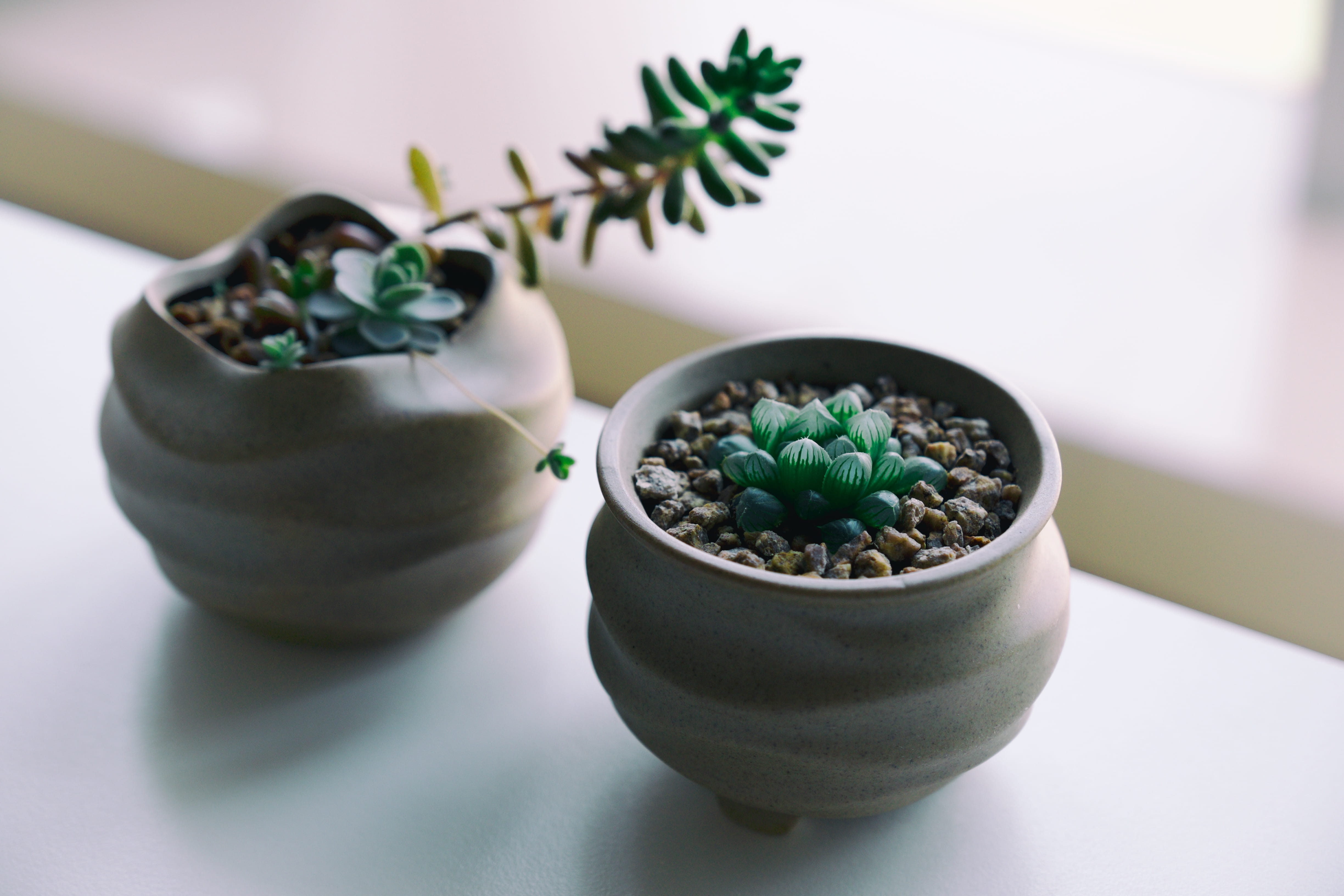 meal, 4K, flower, seed, focus on foreground, plant, leaf, close-up, pot, flower pot, indoors, accessory, blossom, pea, wellbeing, food, bean, table, food and drink, HD Wallpaper