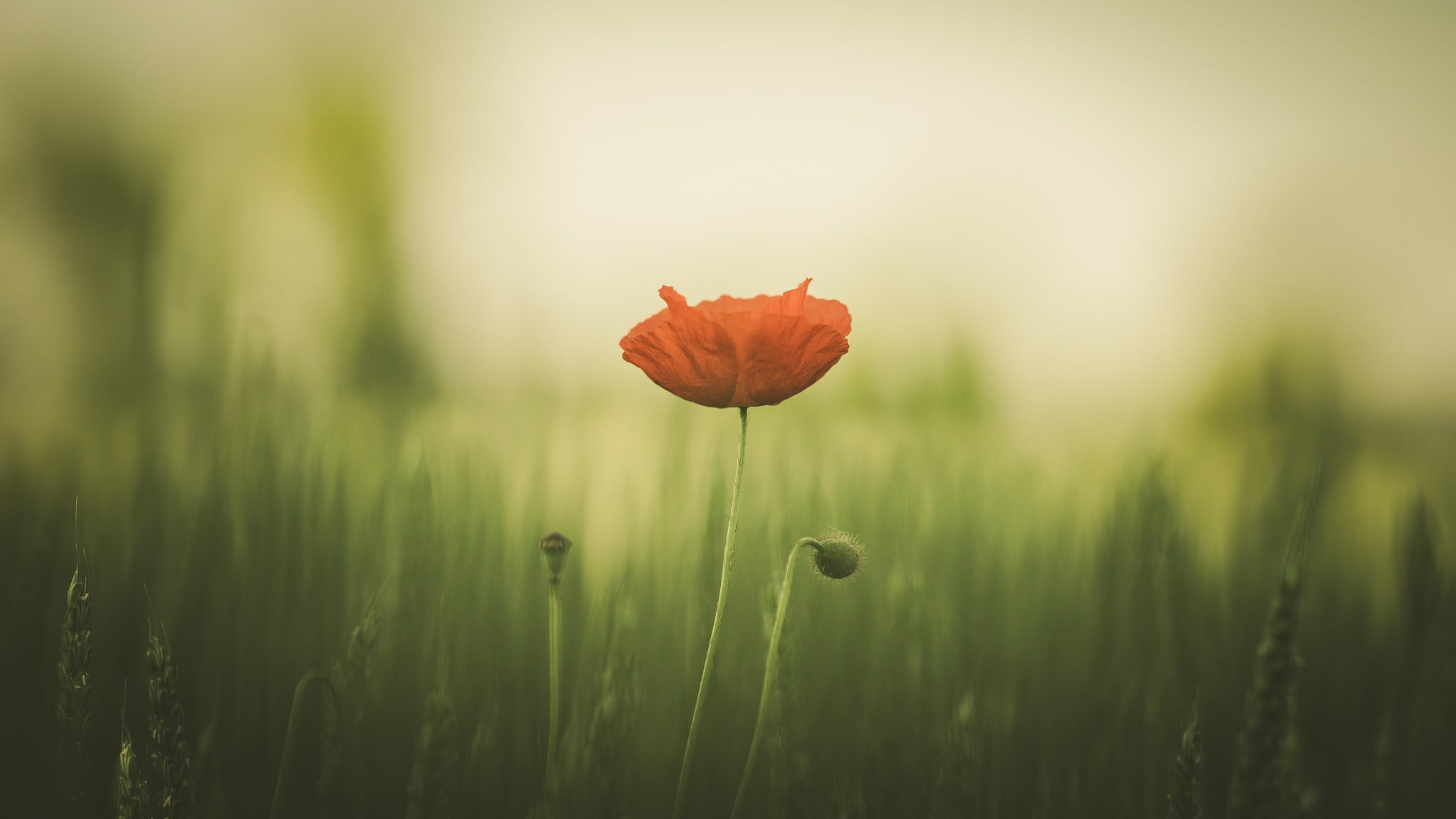 plants, macro, red flowers, 1080P, leaves, blurred, photography, HD Wallpaper