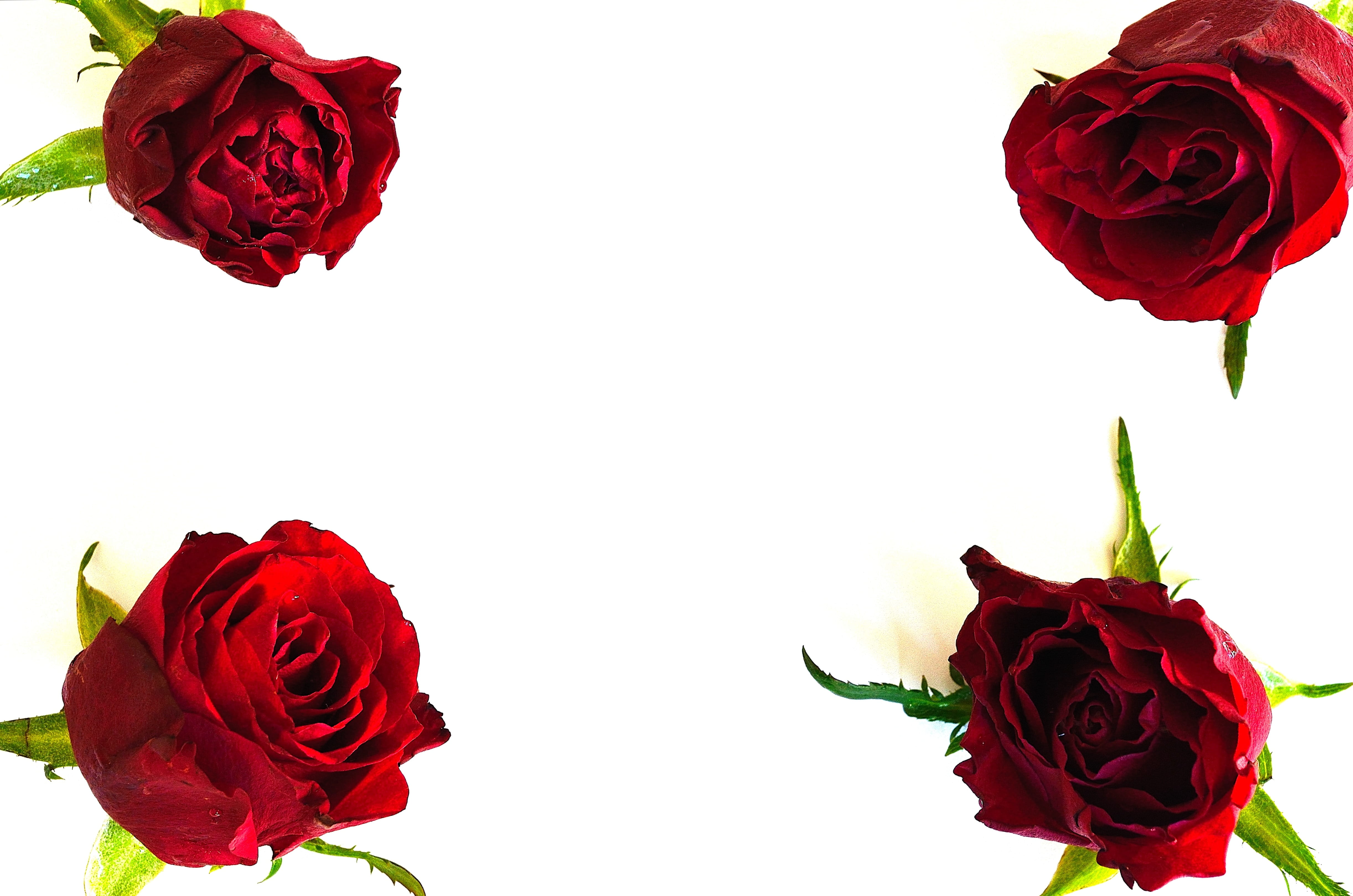 valentines, macro, studio shot, red wine, roses, petaled, postcard, love, plant, decoration, plants, flowering plant, no people, 4K, season, gift, pink, HD Wallpaper