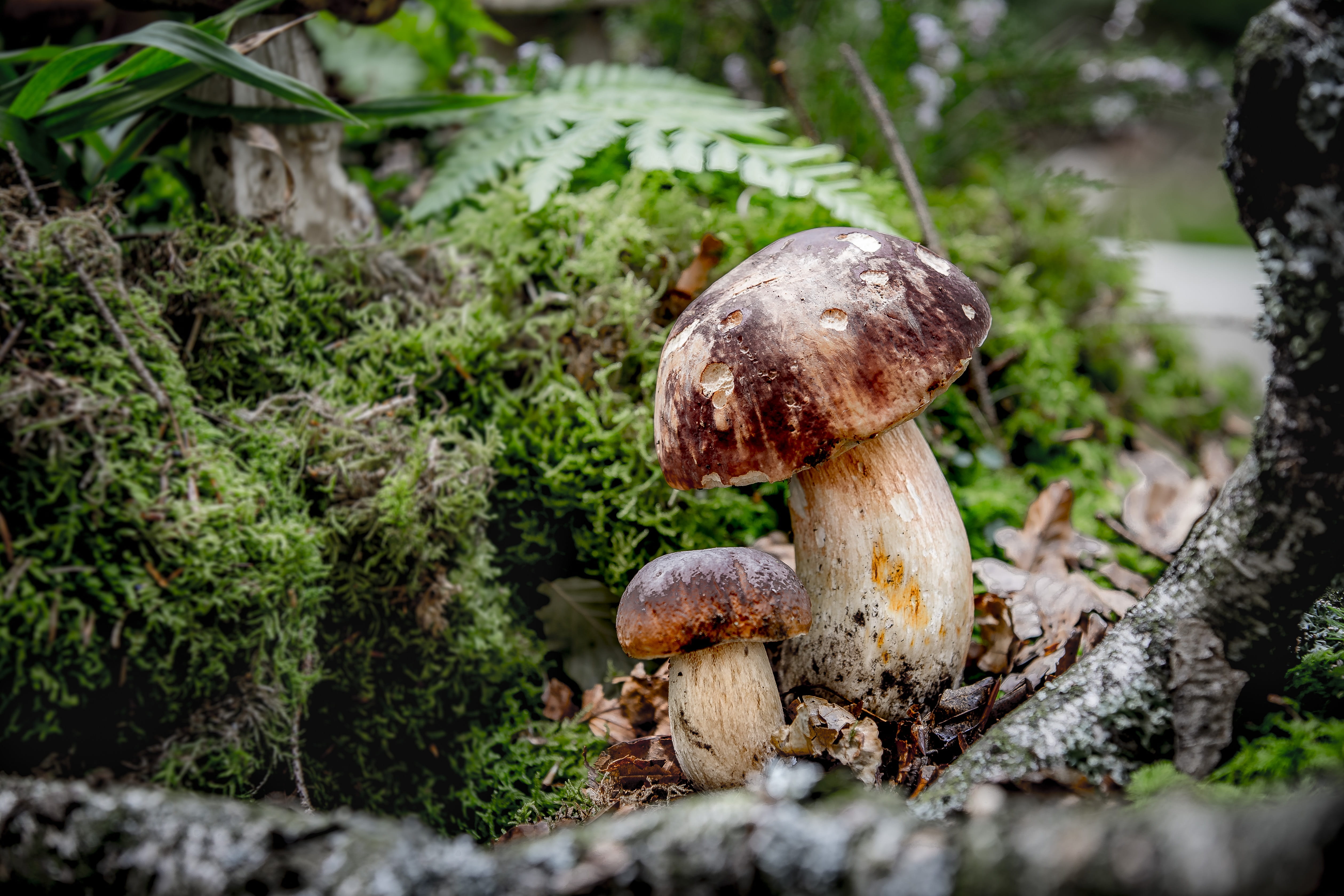 rac, beauty in nature, surface level, noble rot, day, food, lichen, tree, edible, forest, fungus, growth, mushroom picking, edible mushroom, cep, no people, HD Wallpaper