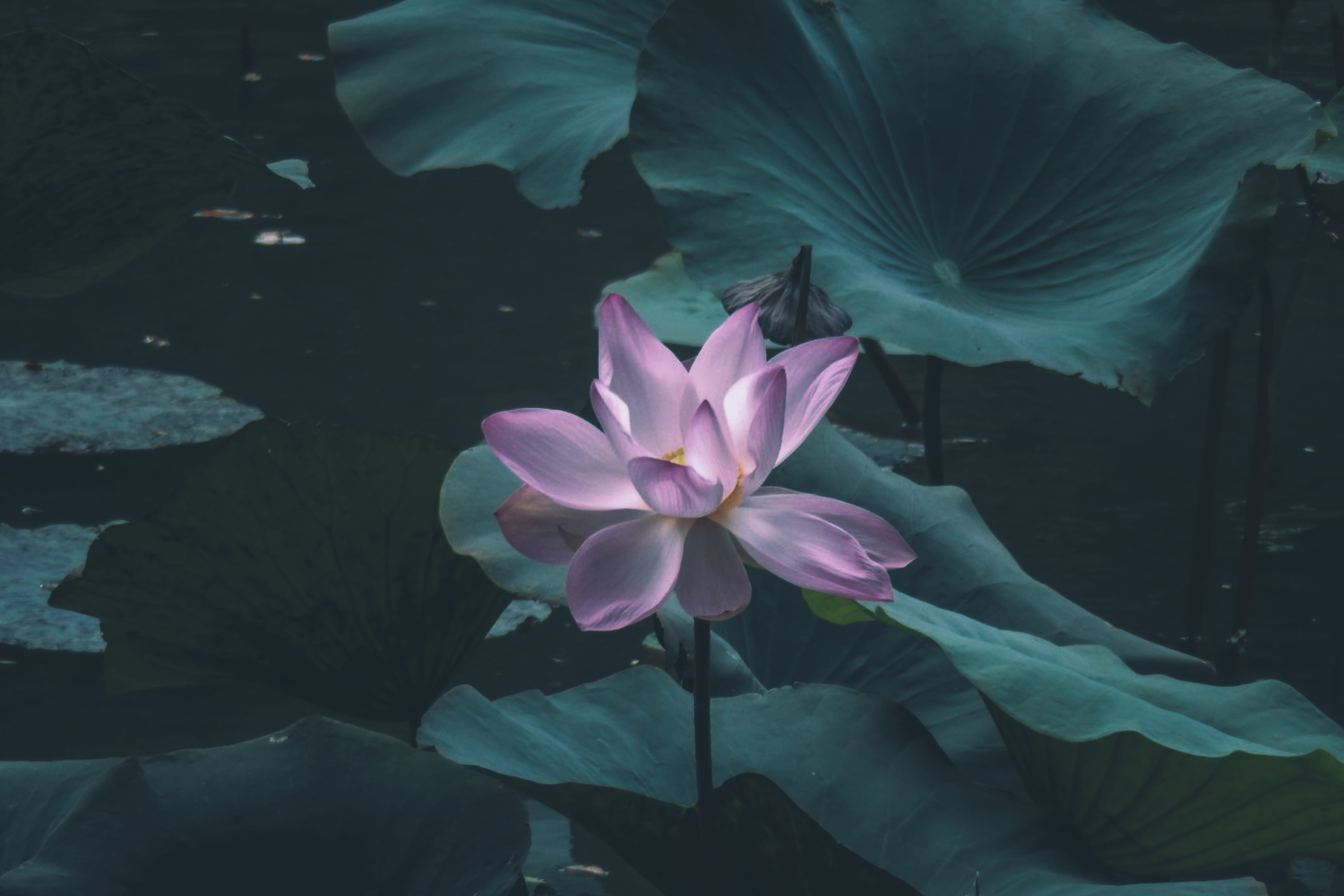 no people, flower head, purity, fragility, white, nature, water lily, flower, purple, growth, vulnerability, 5K, park, lotus, inflorescence, plant part, HD Wallpaper