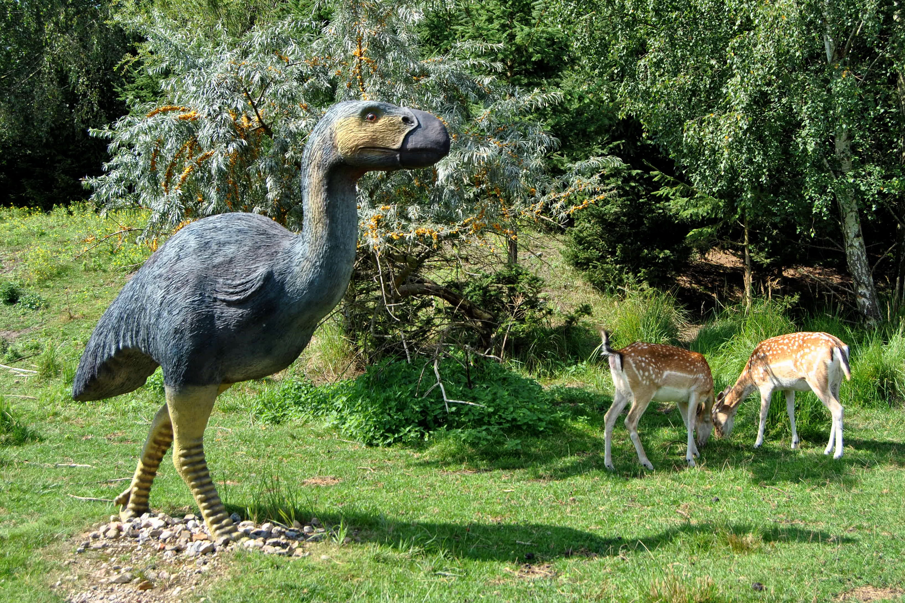 bird, beauty in nature, primeval park, primitive bird, animal themes, domestic animals, nature, firs, plant, tree, animal sculpture, urzeittier, field, HD Wallpaper