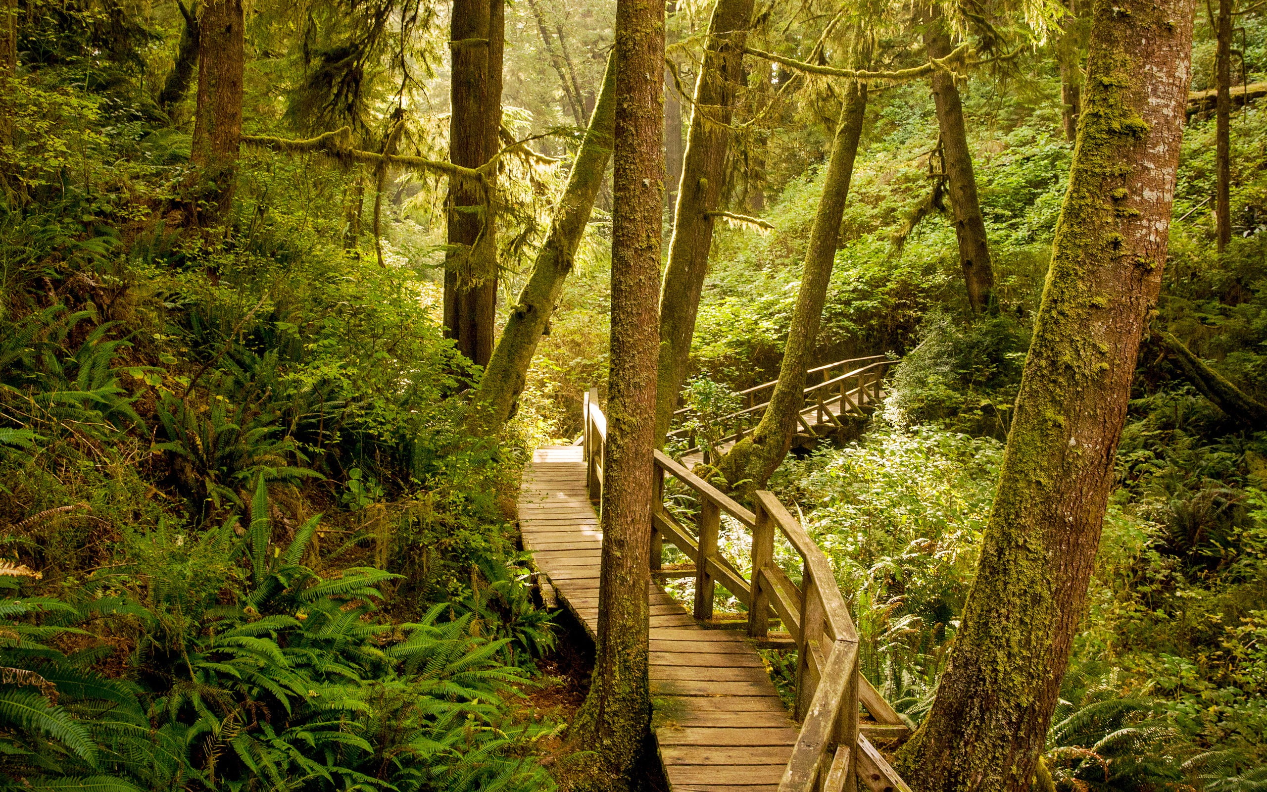 growth, day, footpath, forest, wood, non-urban scene, tranquil scene, woodland, land, hd, beauty in nature, photo, plant, nature, trunk, primeval, HD Wallpaper