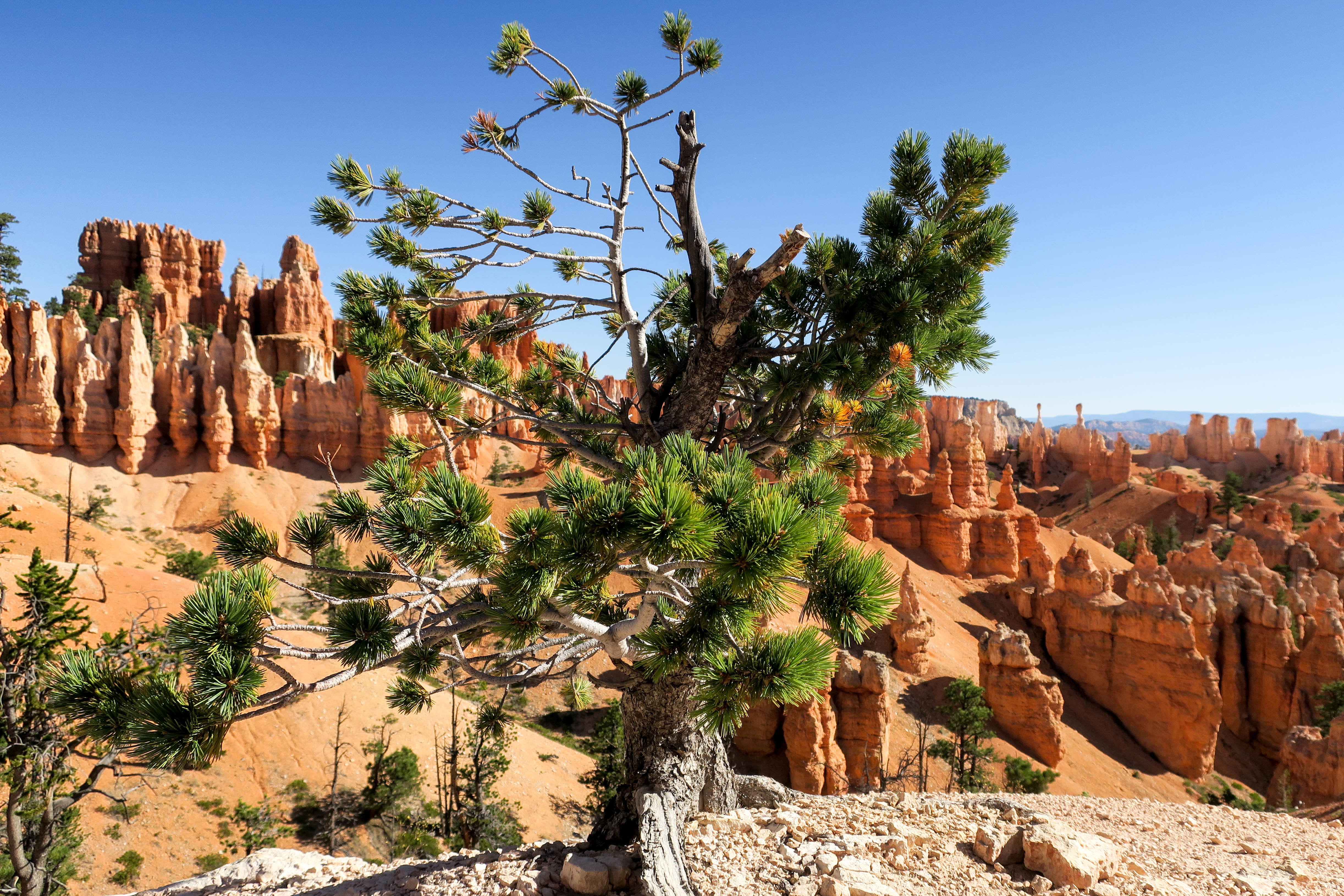 hoodoo, rock, plant, climate, road trip, tranquility, tree, travel destinations, 4K, eroded, non-urban scene, geology, national park, arid climate, physical geography, HD Wallpaper