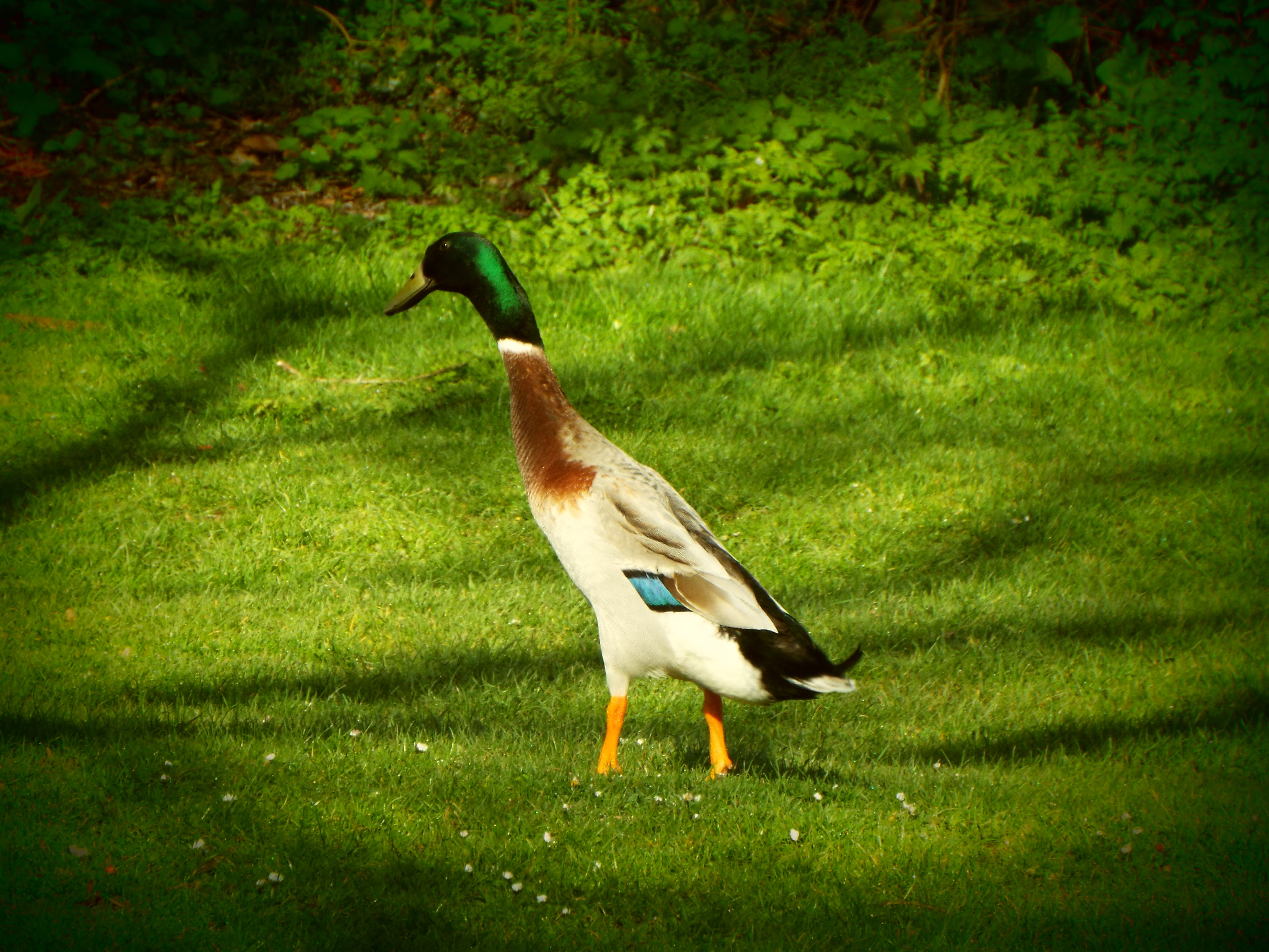 bird, field, full length, side view, duck, vignette, gillingham, indian runner, vertebrate, outdoors, united kingdom, animals in the wild, 4K, animal, HD Wallpaper