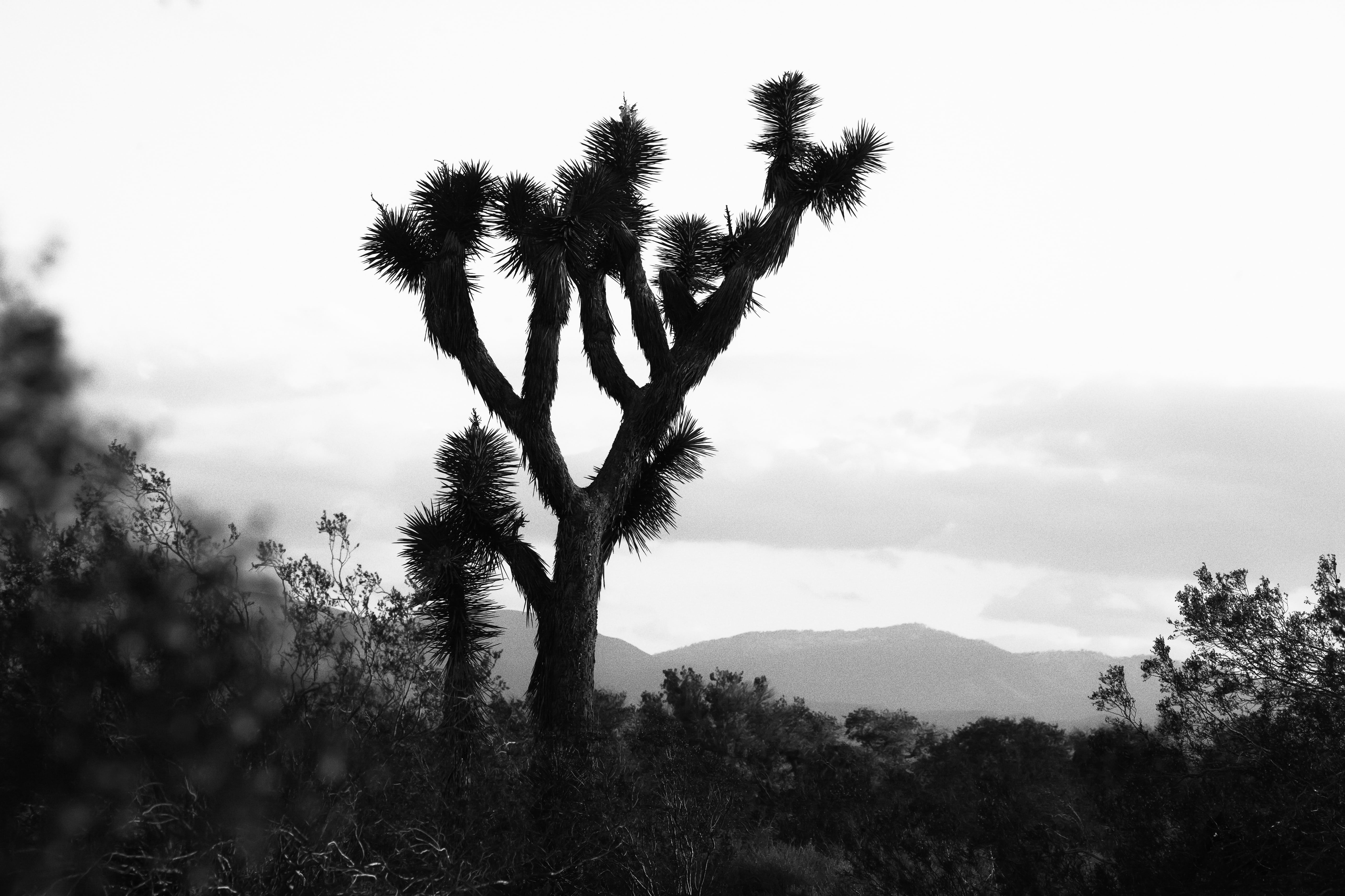 grayscale, mojave, nature, outdoors, 5K, photo, dry, idyllic, silhouette, tranquility, tranquil scene, horizon, black and white, no people, tree, land, HD Wallpaper
