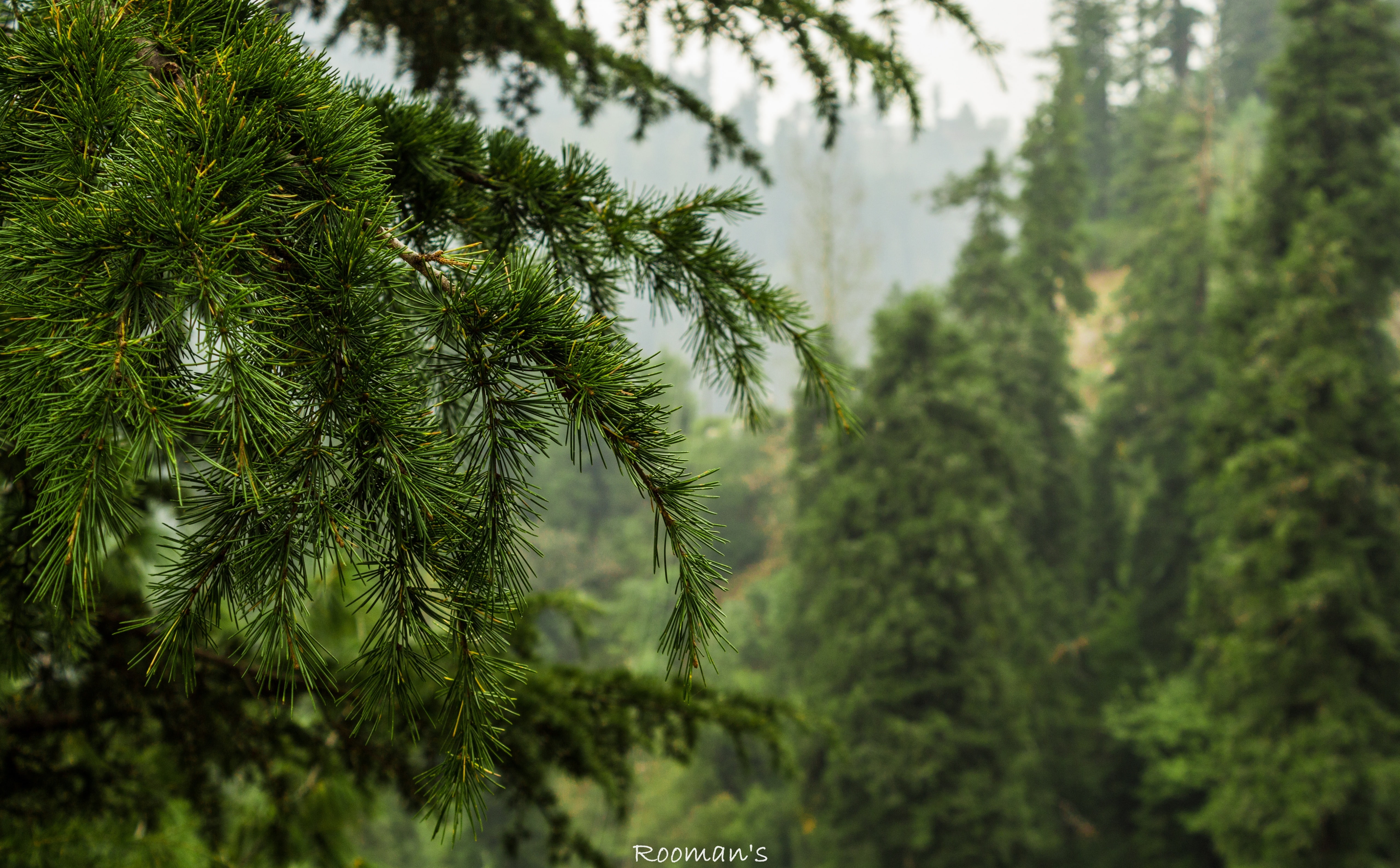 forest, finding, coniferous tree, beautiful, natural, Forests, plant part, green, 5K, branch, leafed, no people, Nature, travelphotography, tranquility, HD Wallpaper