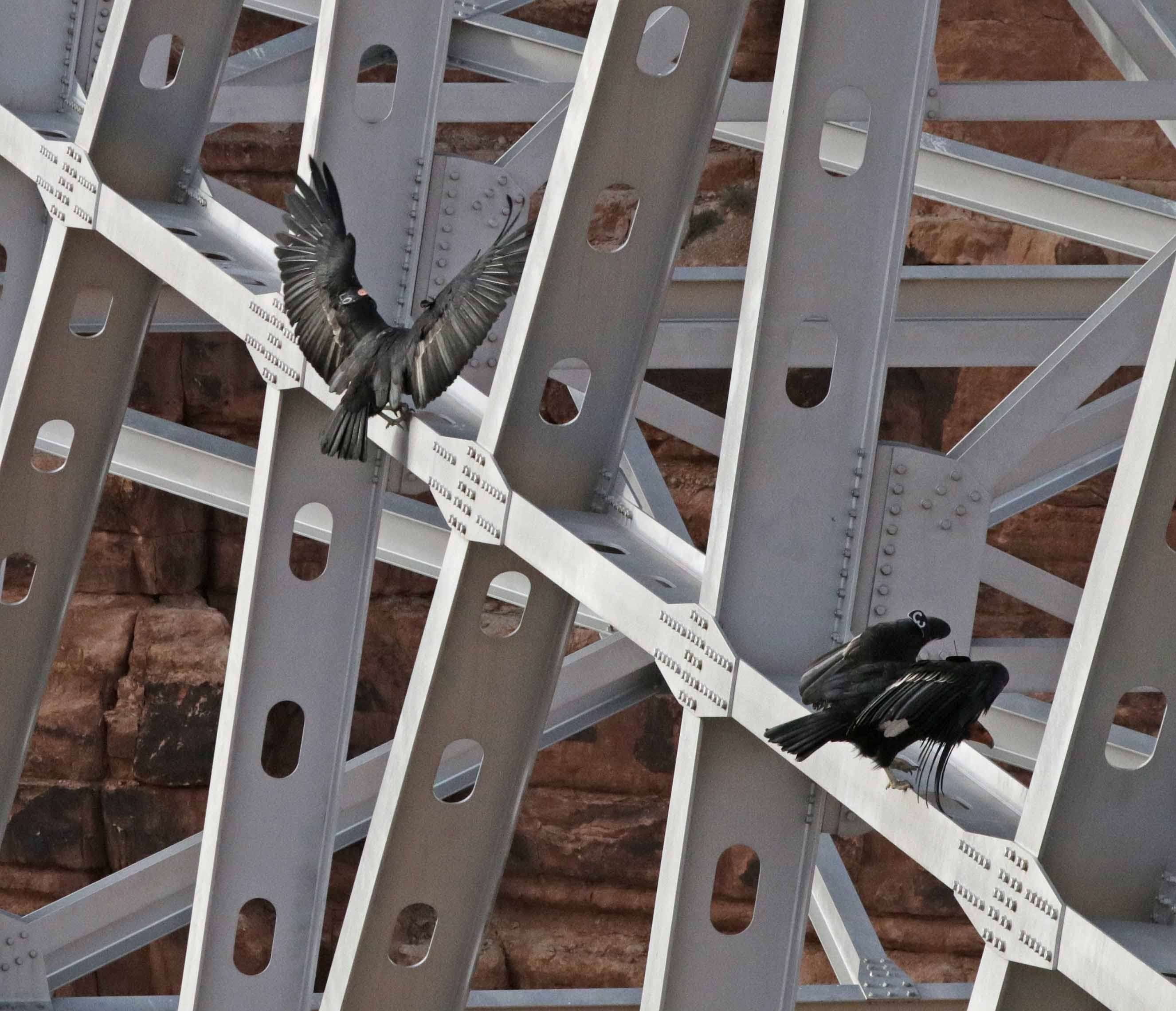 metal, feathers, high angle view, lifestyles, indoors, bridge, architecture, one person, pattern, modern, steel, railing, strength, industry, construction, HD Wallpaper