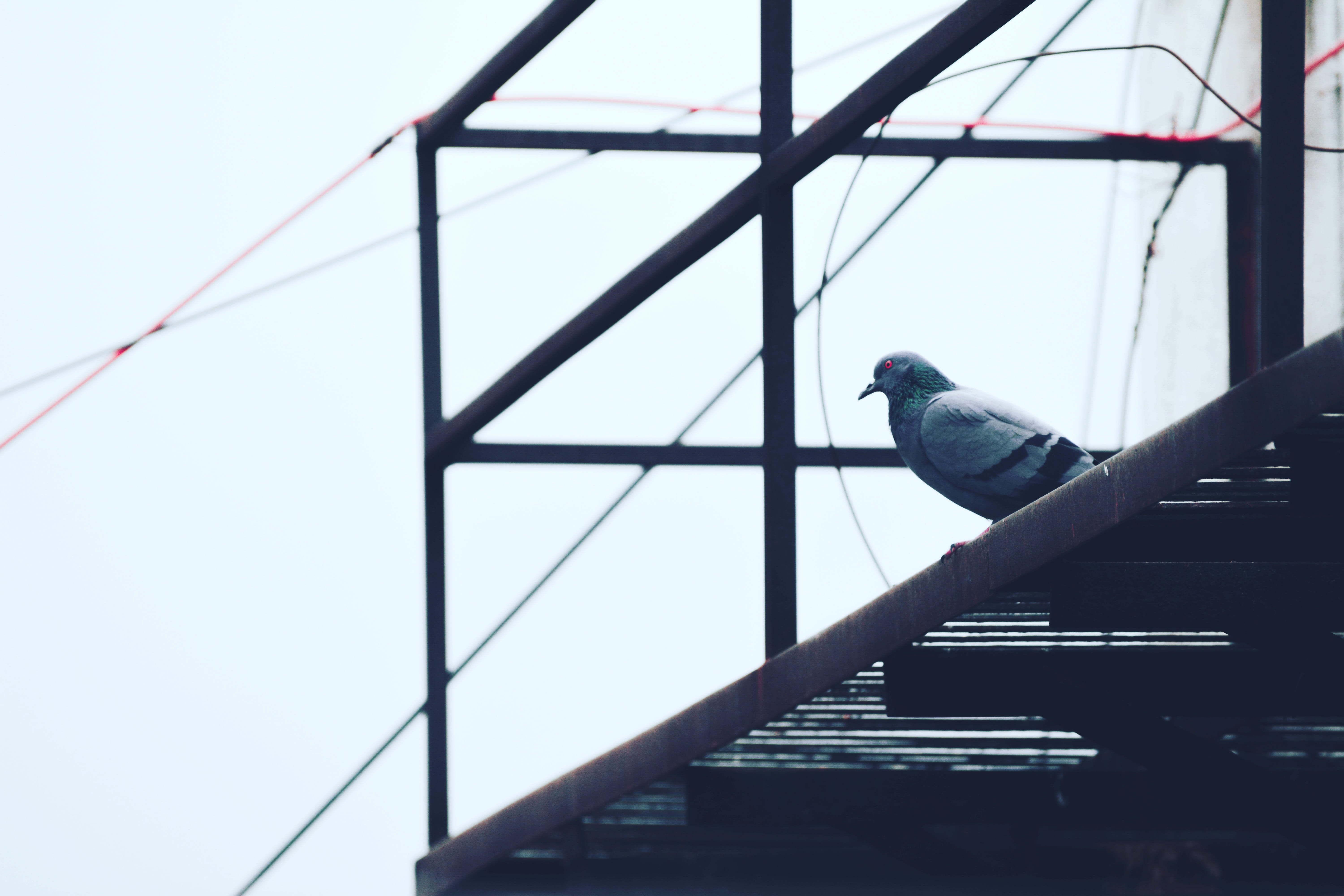 animal, built structure, animal wildlife, pigeon, metal, architecture, day, steel, gray, bird, nature, city, black, 5K, building exterior, no people, sky, HD Wallpaper