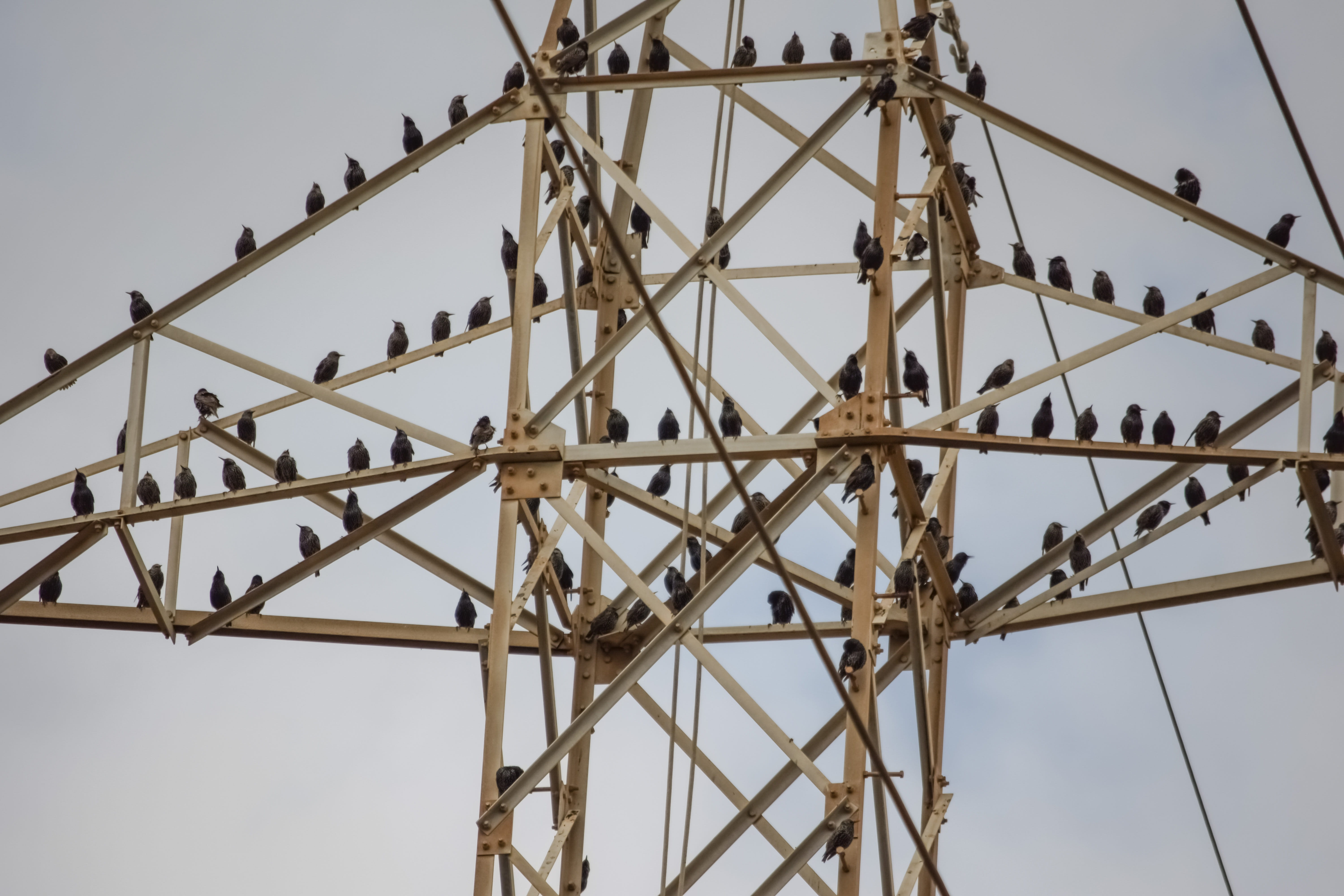 electricity pylon, connection, resting, wire, vertebrate, technology, birds, electricity, clear sky, outdoors, power supply, 5K, nature, migratory birds, HD Wallpaper
