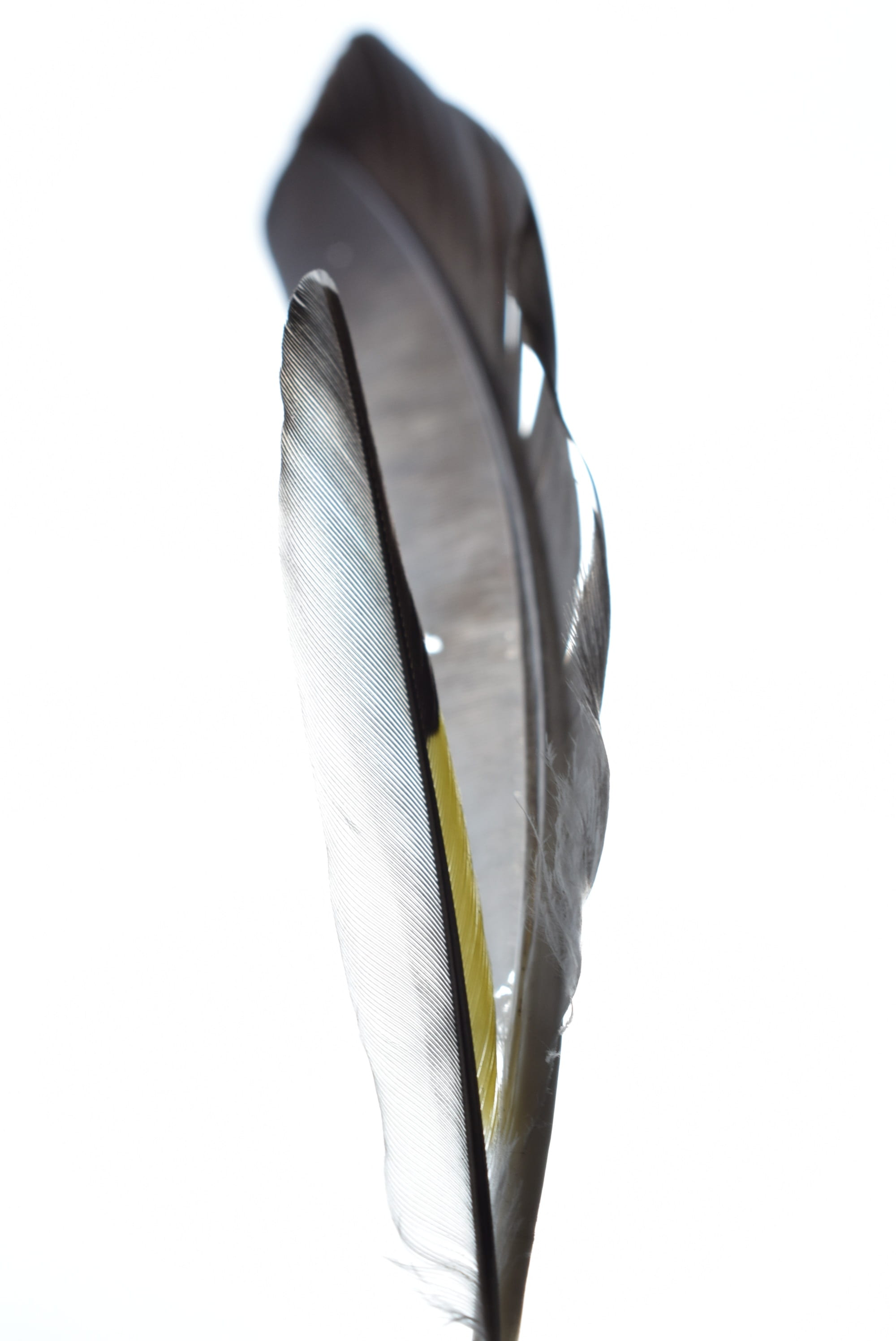 softness, natural, bird, indoors, no people, animal, still life, color, vulnerability, metal, feather, silver colored, fly, copy space, cut out, studio shot, Phone HD Wallpaper