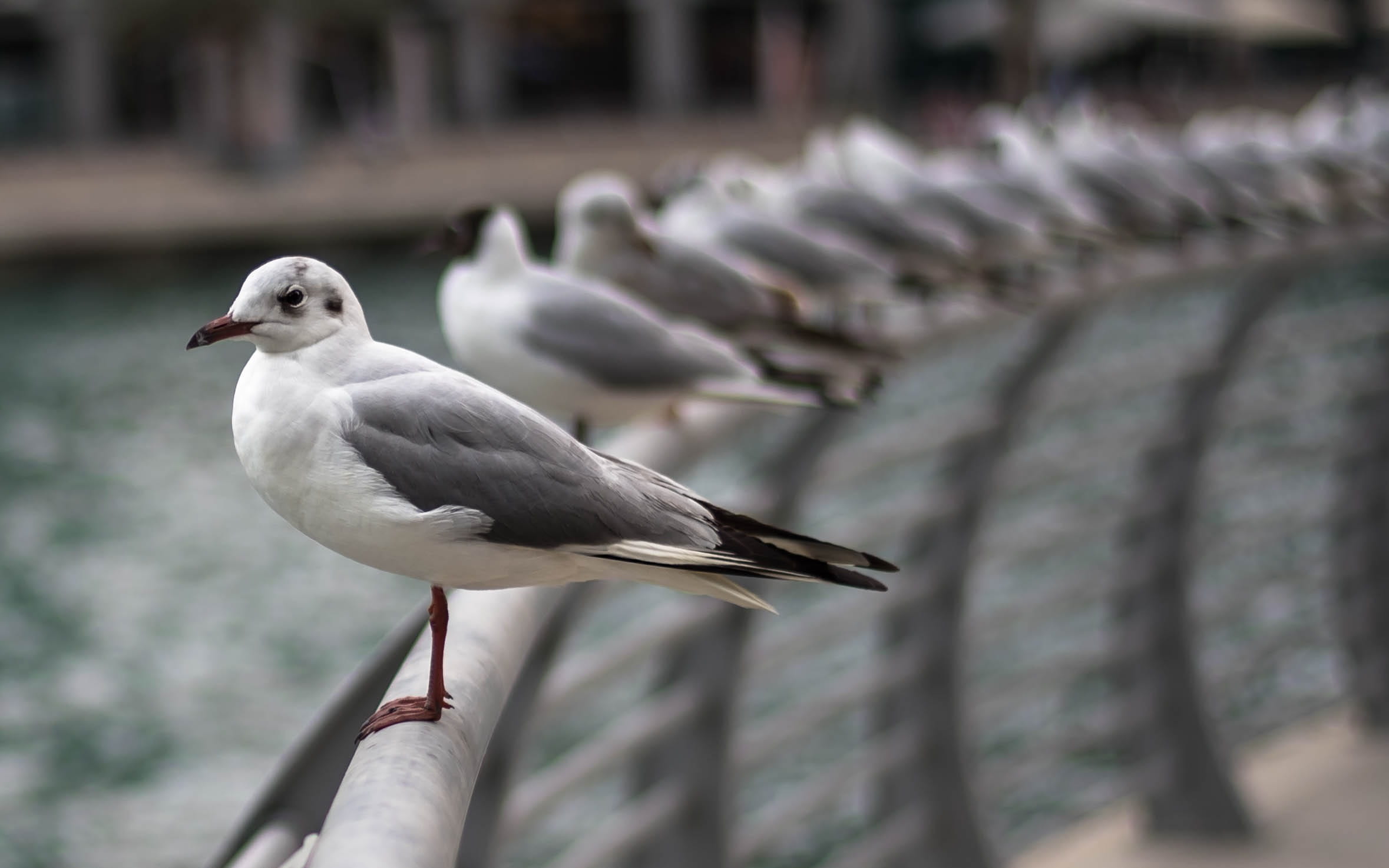 one animal, close-up, animal, perching, focus on foreground, bokeh, side view, day, seagull, people, blur, human hand, 1080P, animal wildlife, outdoors, HD Wallpaper