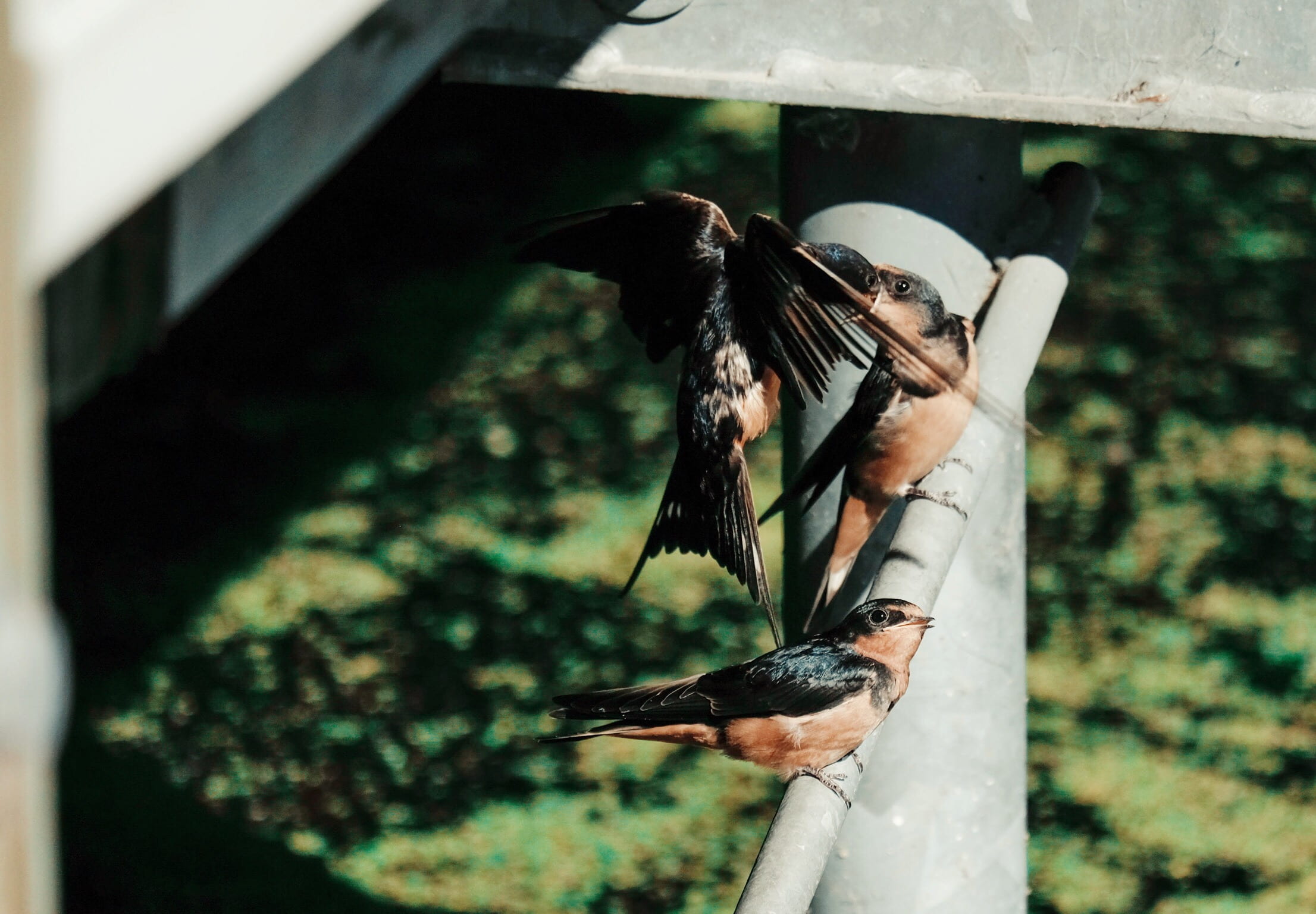 outdoors, animal wildlife, young, animals in the wild, flying, flight, perch, one animal, spread wings, perched, birds, standing, frame, feeding, woodpecker, HD Wallpaper