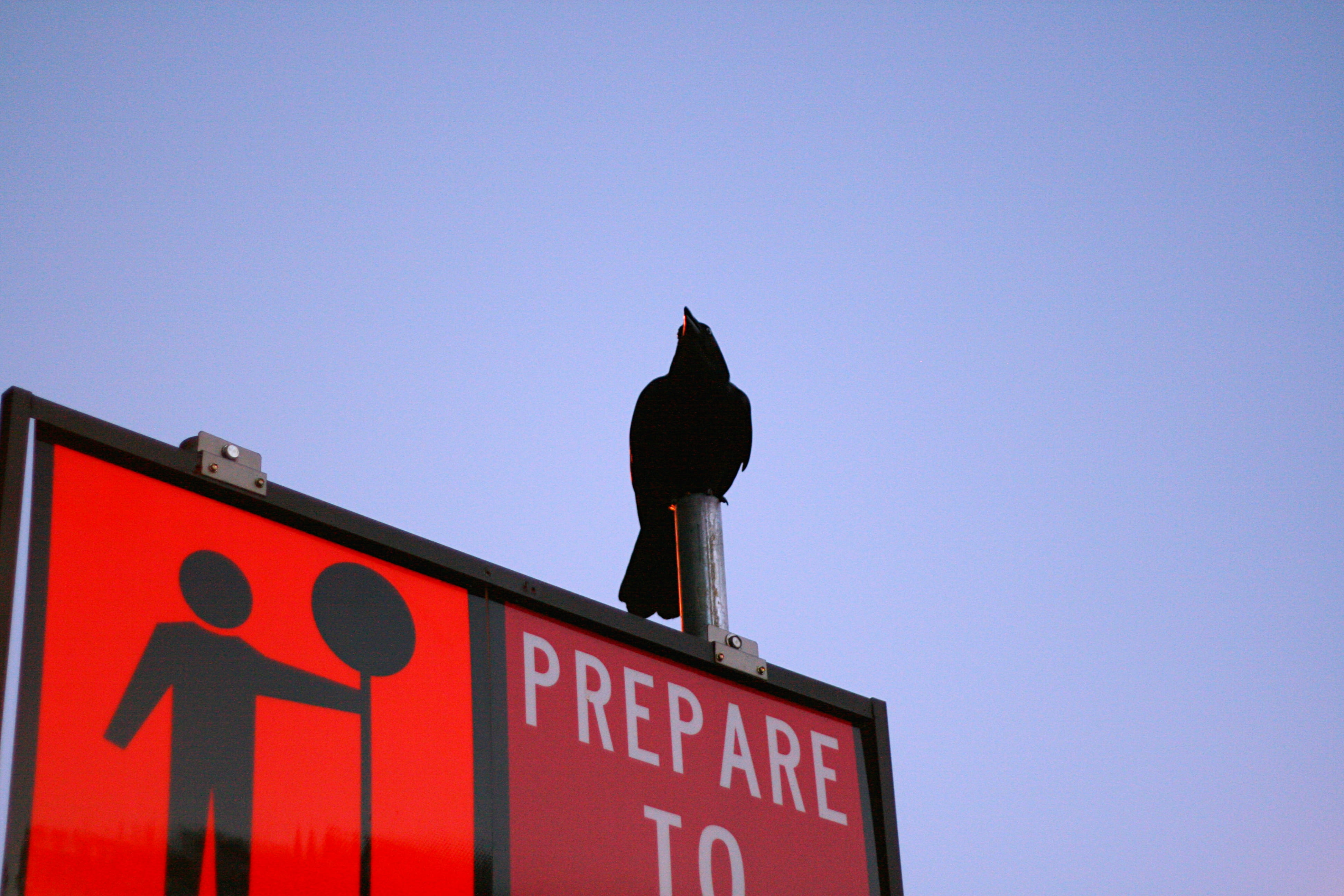 no people, animal, signage, stop, low angle view, prepare, animal themes, sunny, day, nature, crow, western script, outdoors, upper, red, blue, steel, copy space, HD Wallpaper