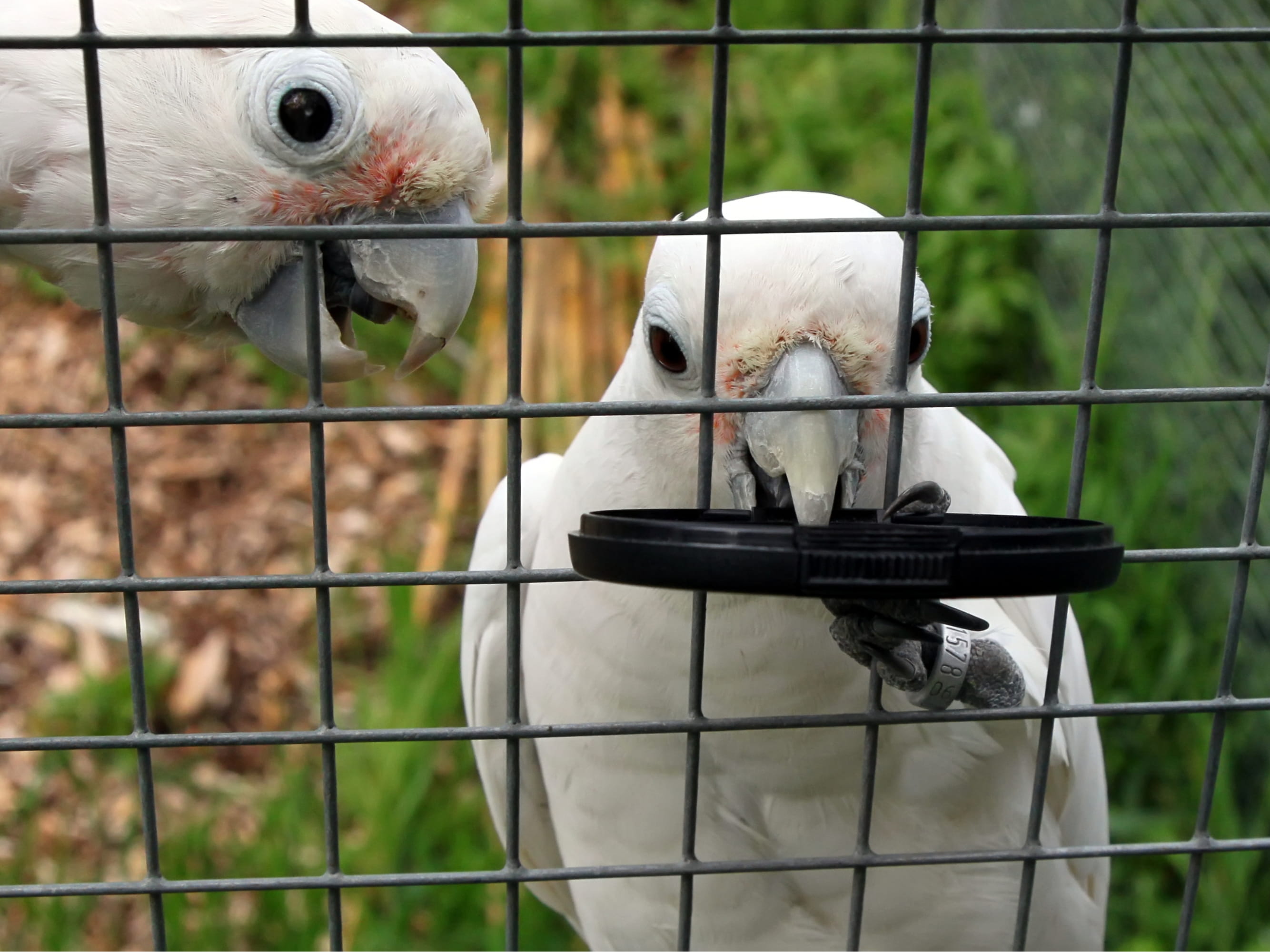 metal, animal themes, close-up, boundary, cage, vertebrate, two animals, day, barrier, animal, group of animals, 2K, outdoors, animals in captivity, focus on foreground, HD Wallpaper