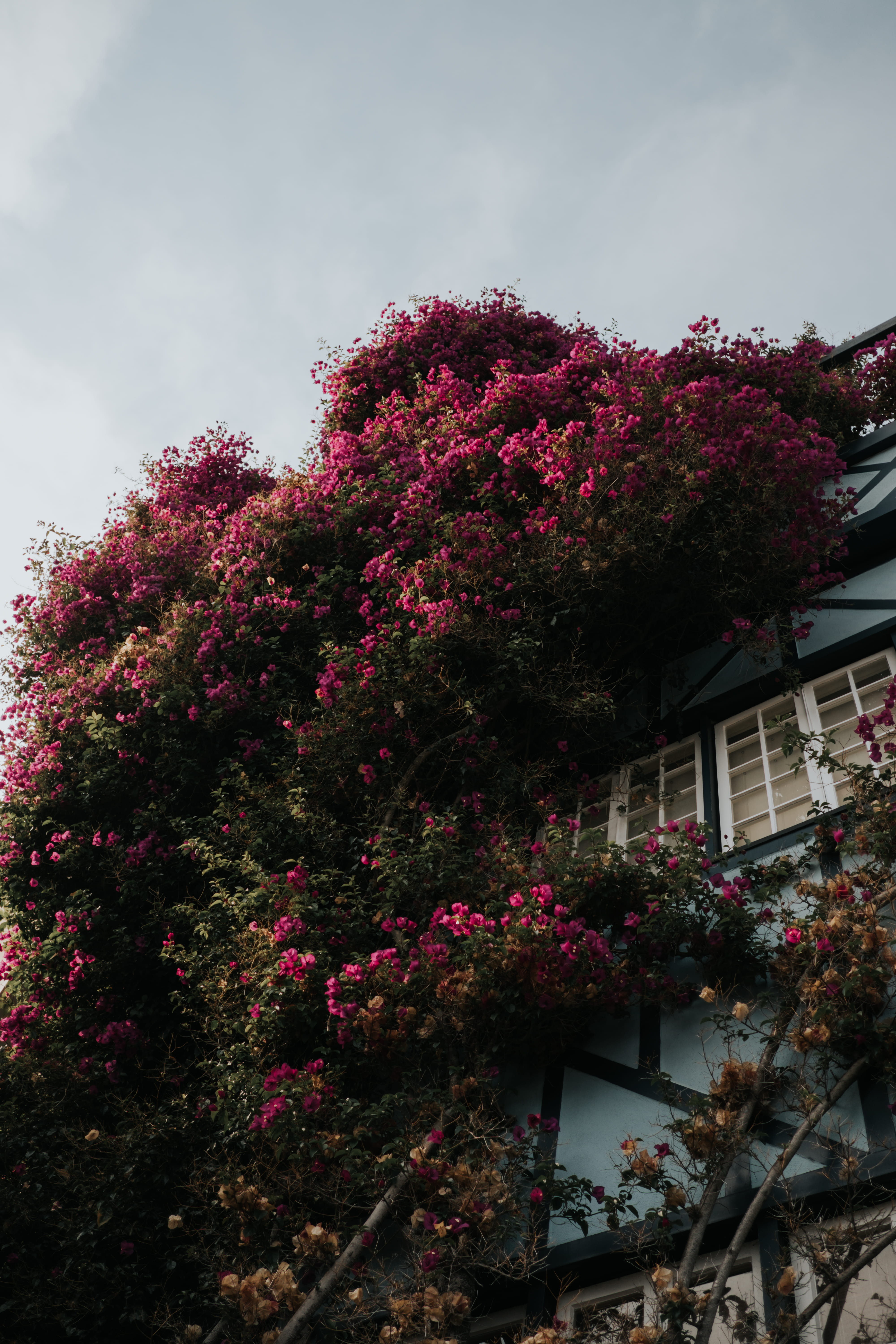san francisco, day, flowering plant, tree, 5K, building exterior, vulnerability, fragility, springtime, pink color, united states, blossom, plant, growth, Phone HD Wallpaper
