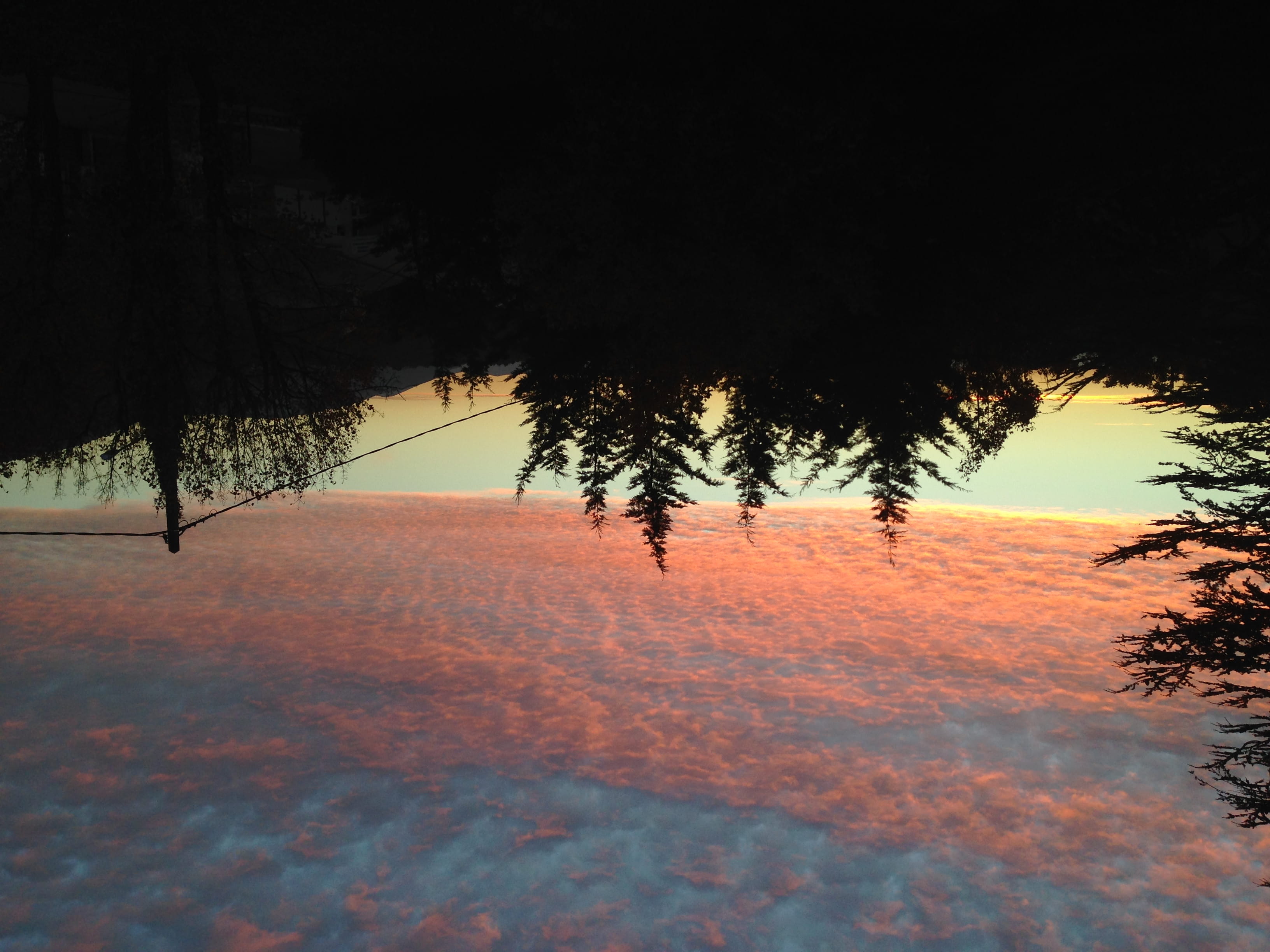 conifer, pine, abies, saint-vallier-de-thiey, fir, 13 avenue nicolas lombard, environment, no people, plant, dusk, sunrise, tree, sky, growth, tranquil scene, HD Wallpaper