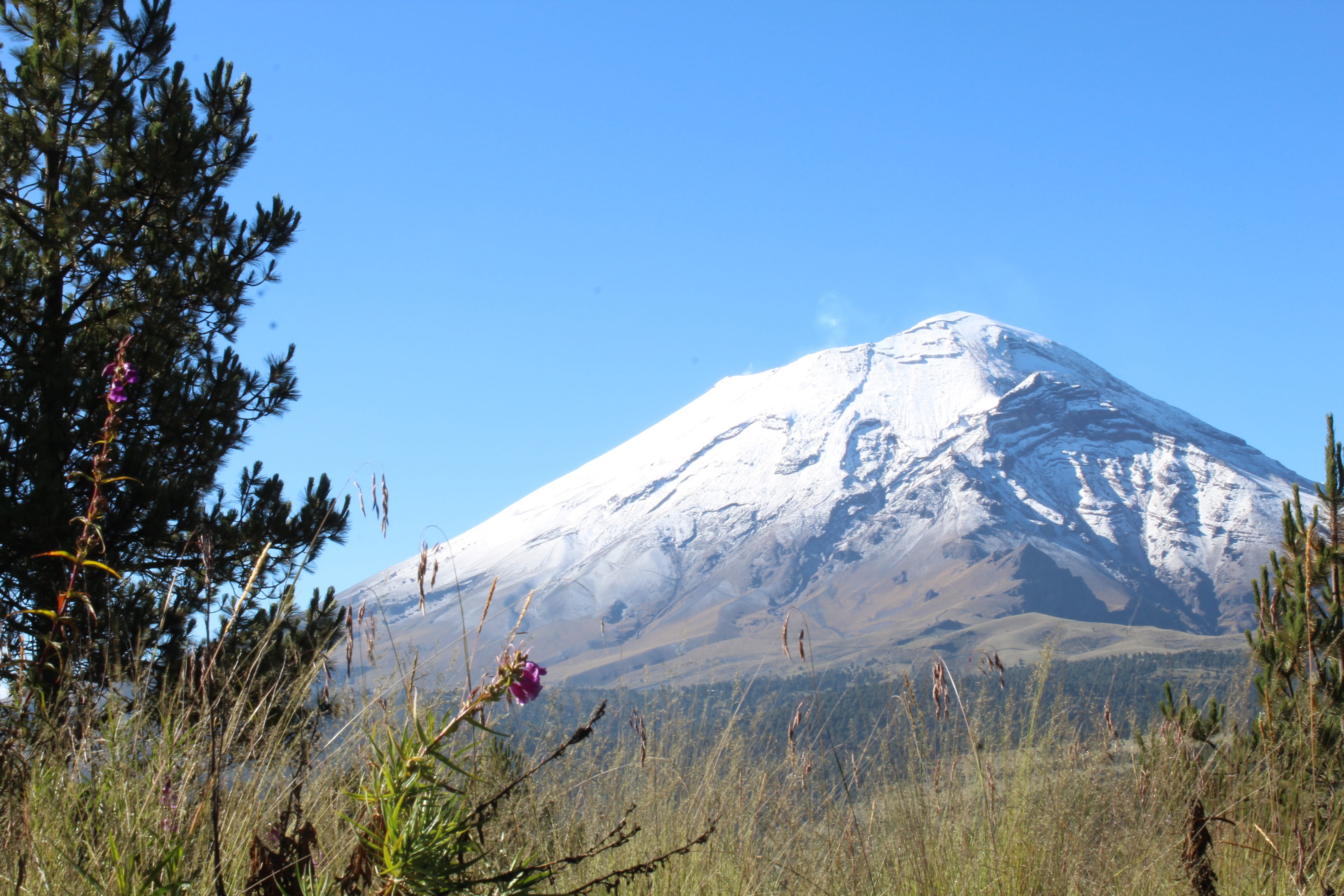 plant, tree, tranquil scene, blue, snowcapped mountain, popocatepetl, mountain, mexico, cold temperature, snow, sky, volcano, day, outdoors, nature, beauty in nature, HD Wallpaper