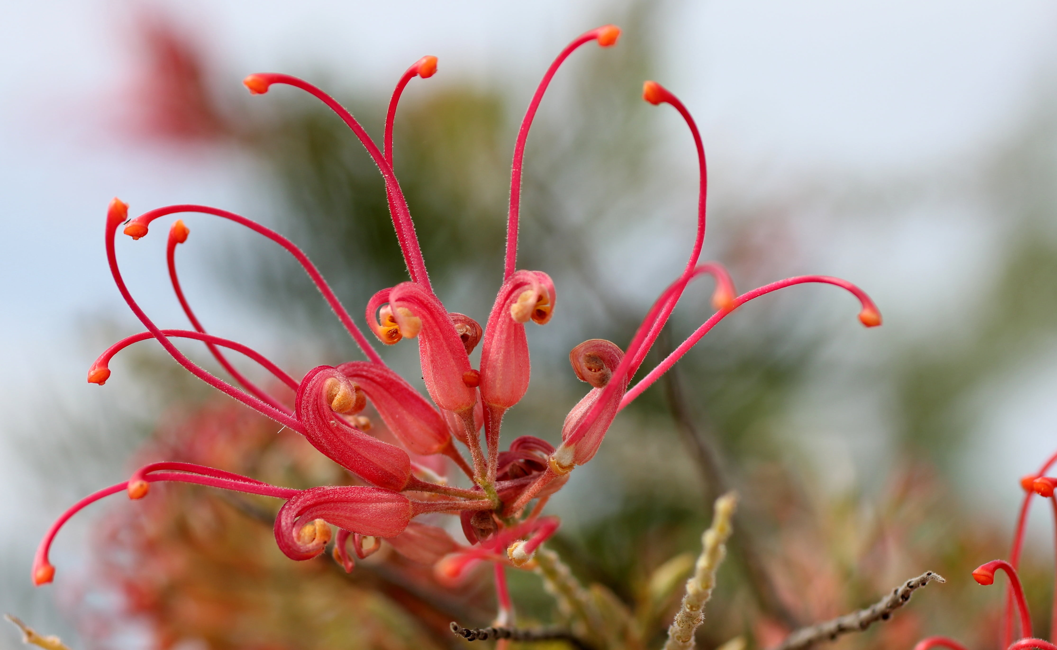 beauty in nature, close-up, flower, flowering plant, 4K, blossom, focus on foreground, red, no people, freshness, day, growth, pink, plant, vulnerability, HD Wallpaper