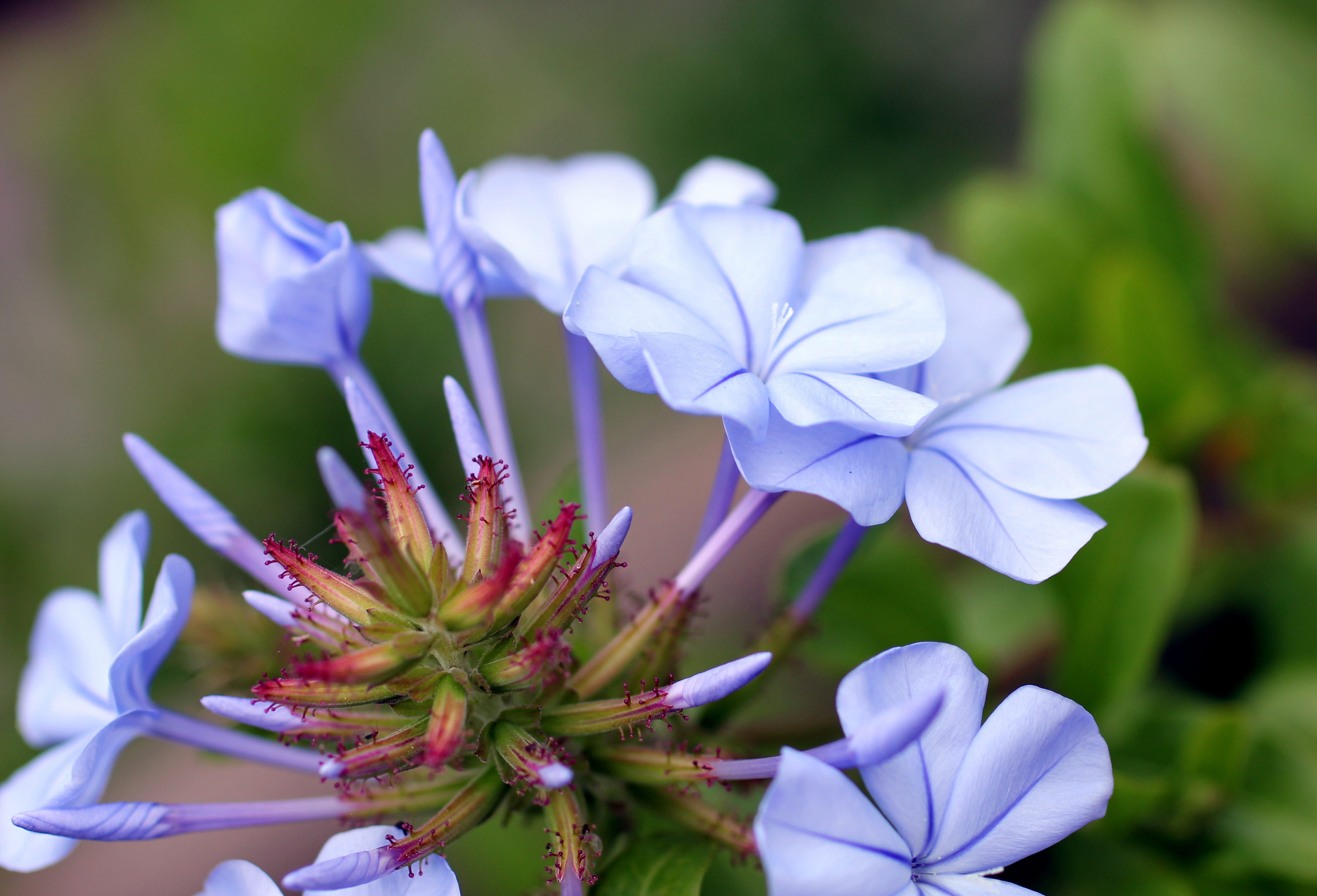 close-up, outdoors, day, freshness, blue, focus on foreground, 4K, fragility, growth, Lipari, flower, no people, petal, plant, purple, beauty in nature, HD Wallpaper