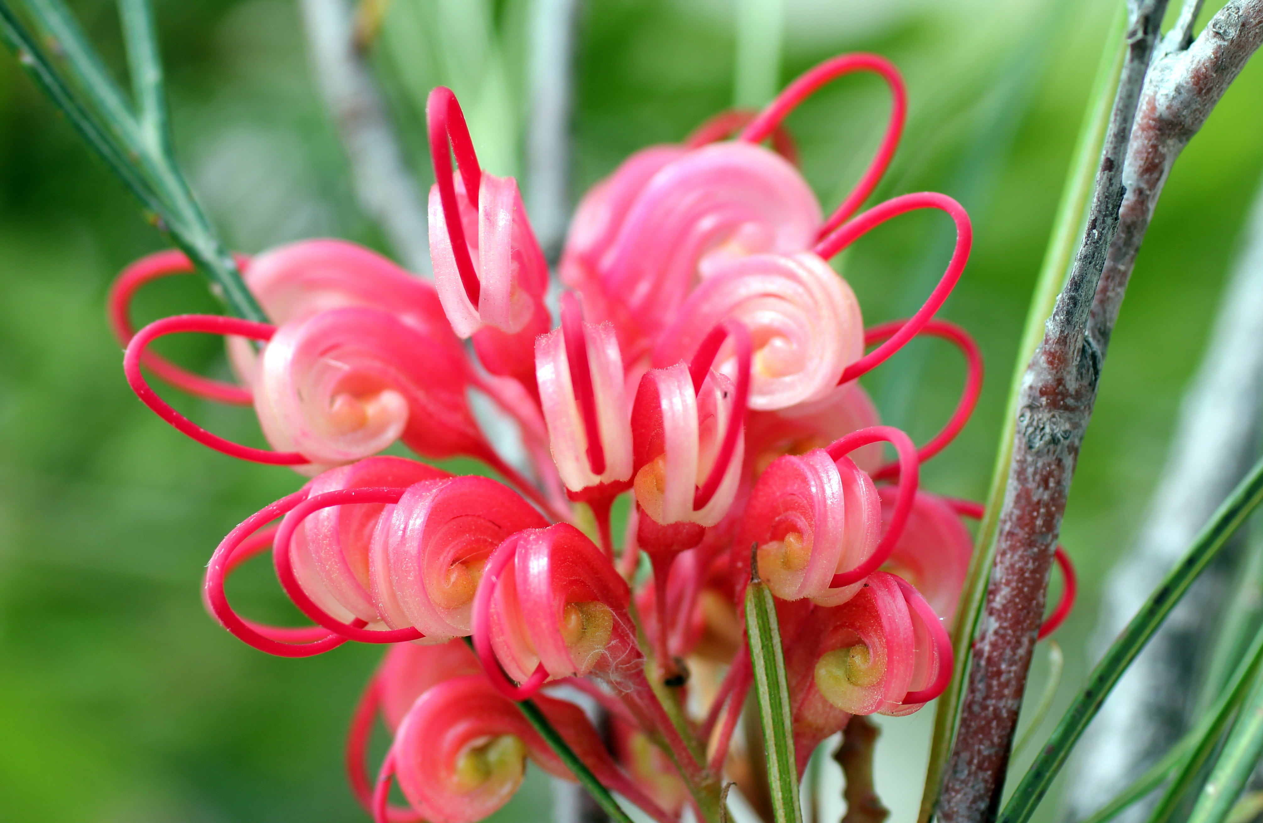 flower head, vulnerability, nature, lipari, outdoors, pink, day, petal, growth, flowering plant, no people, colorful, bloom, botany, 4K, beauty in nature, HD Wallpaper