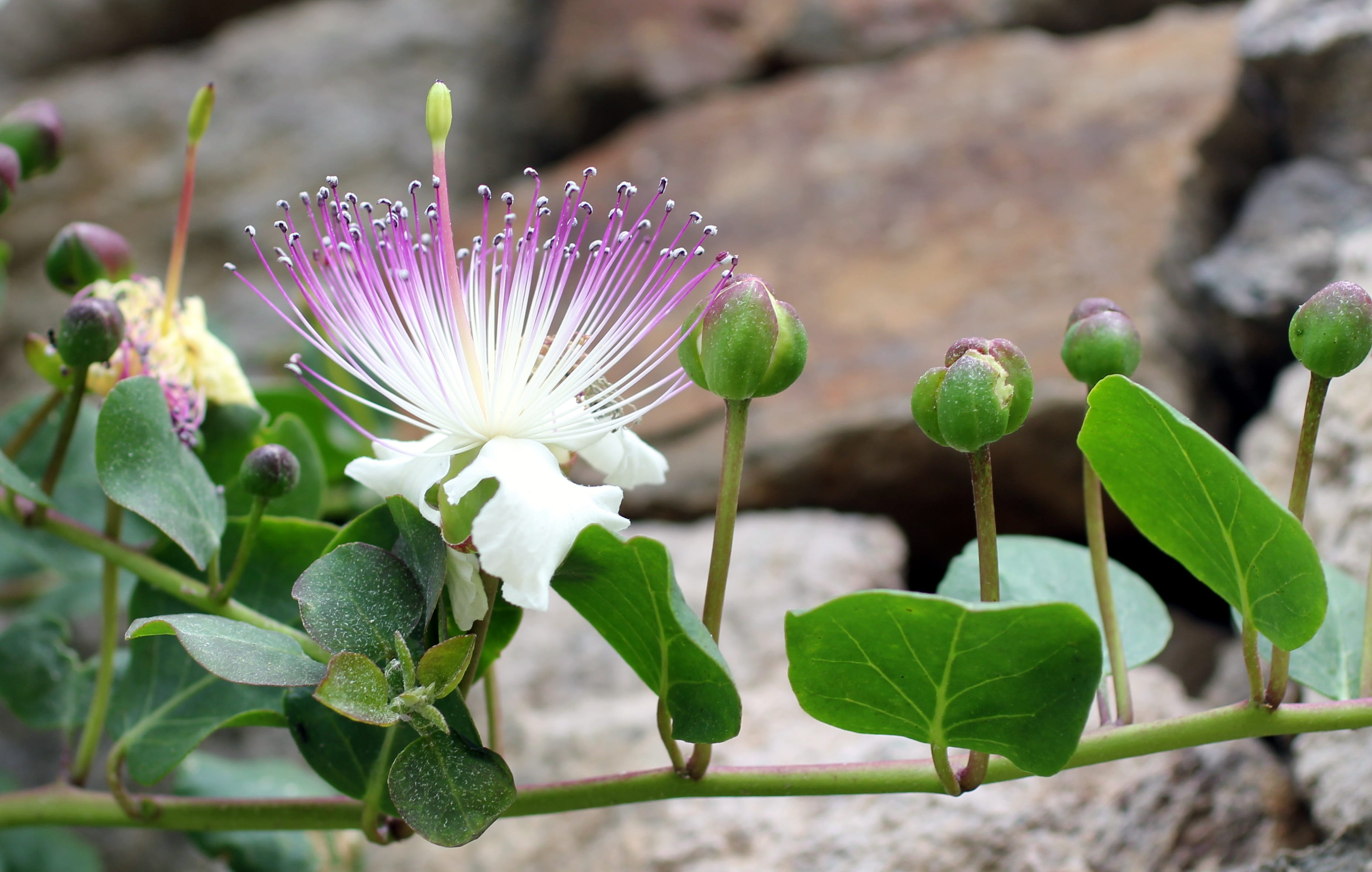 vulnerability, Blossom, close-up, bud, plant stem, lipari, growth, leaf, purple, freshness, no people, plant, petal, inflorescence, flower, plant part, HD Wallpaper