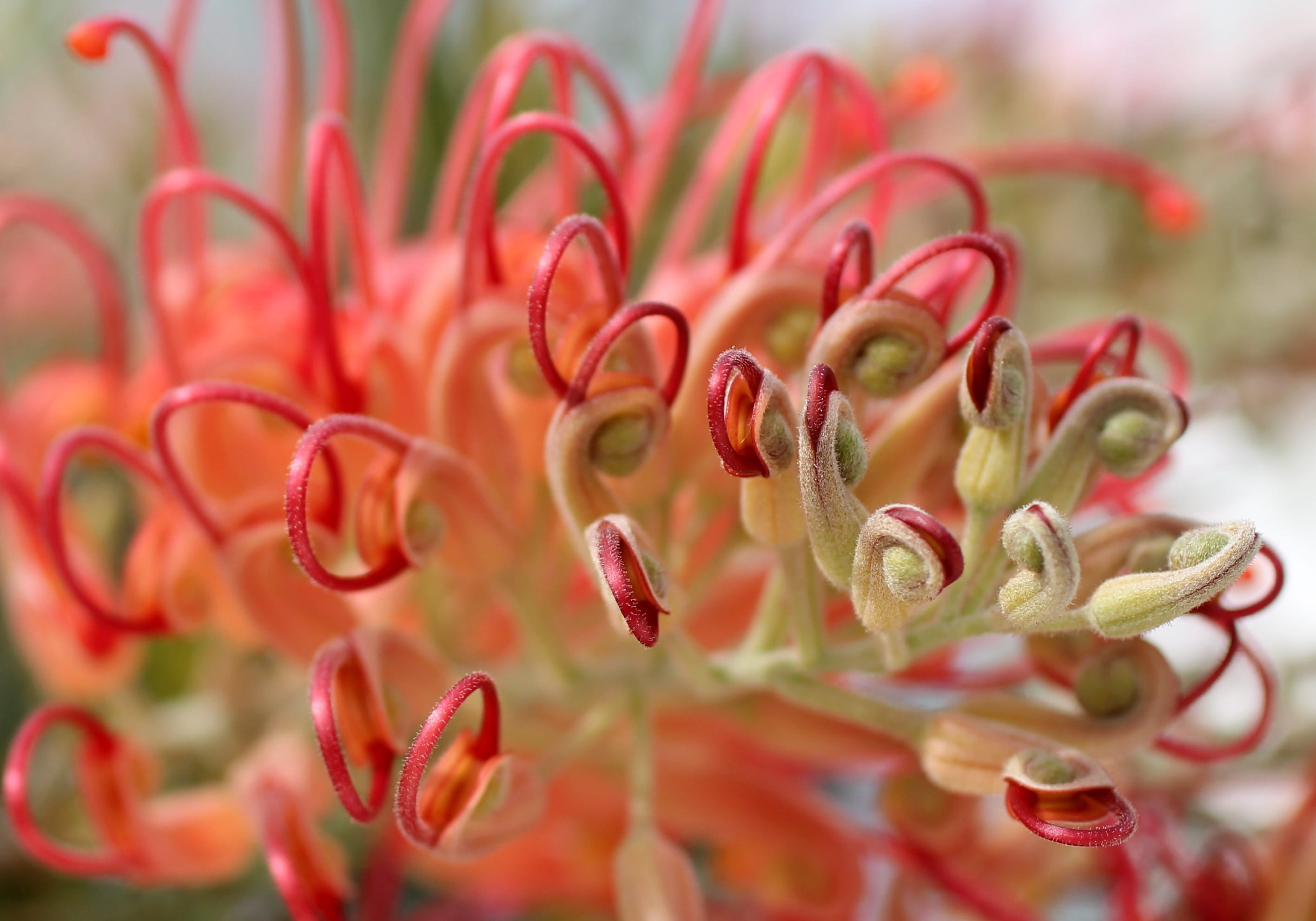 close-up, day, freshness, backgrounds, outdoors, flower, Lipari, Blossom, botany, selective focus, growth, no people, vulnerability, red, petal, fragility, HD Wallpaper