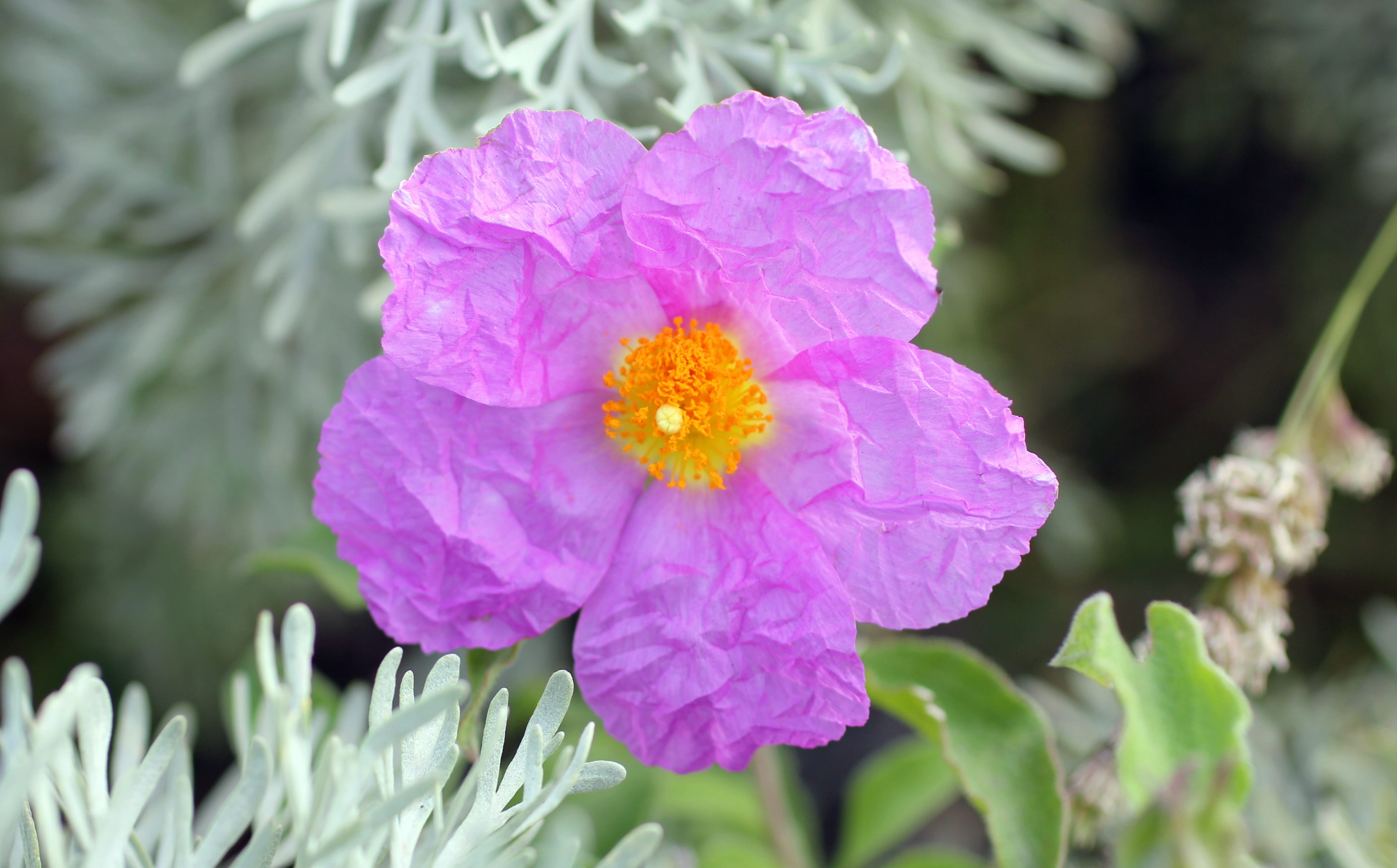 plant, peony, flowering plant, day, inflorescence, vulnerability, growth, freshness, outdoors, fragility, bloom, no people, purple, pink, focus on foreground, HD Wallpaper