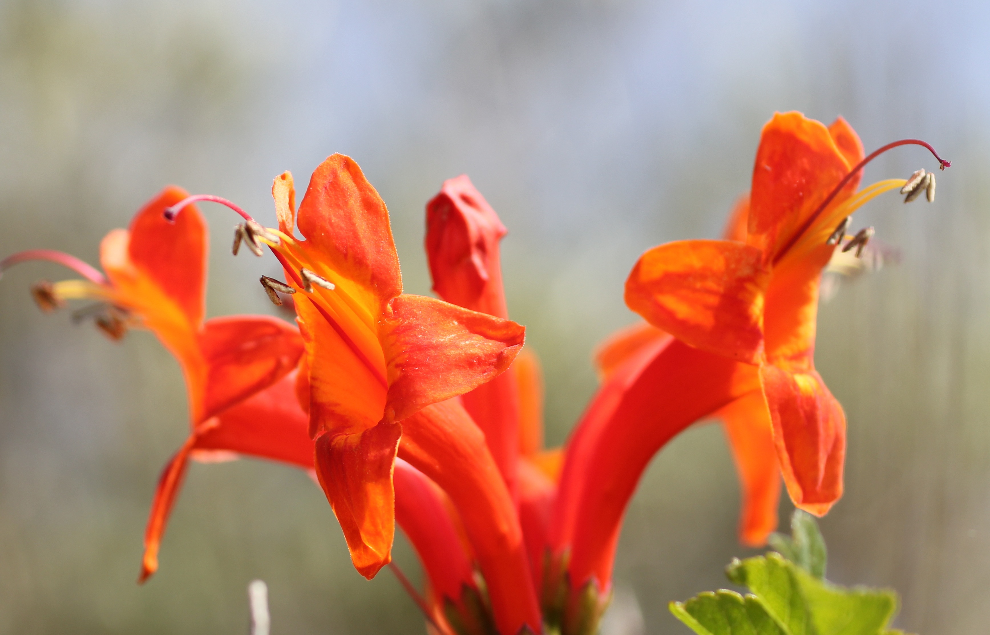 lily, botany, bloom, no people, vulnerability, close-up, beauty in nature, inflorescence, blossom, nature, petal, focus on foreground, outdoors, fragility, HD Wallpaper