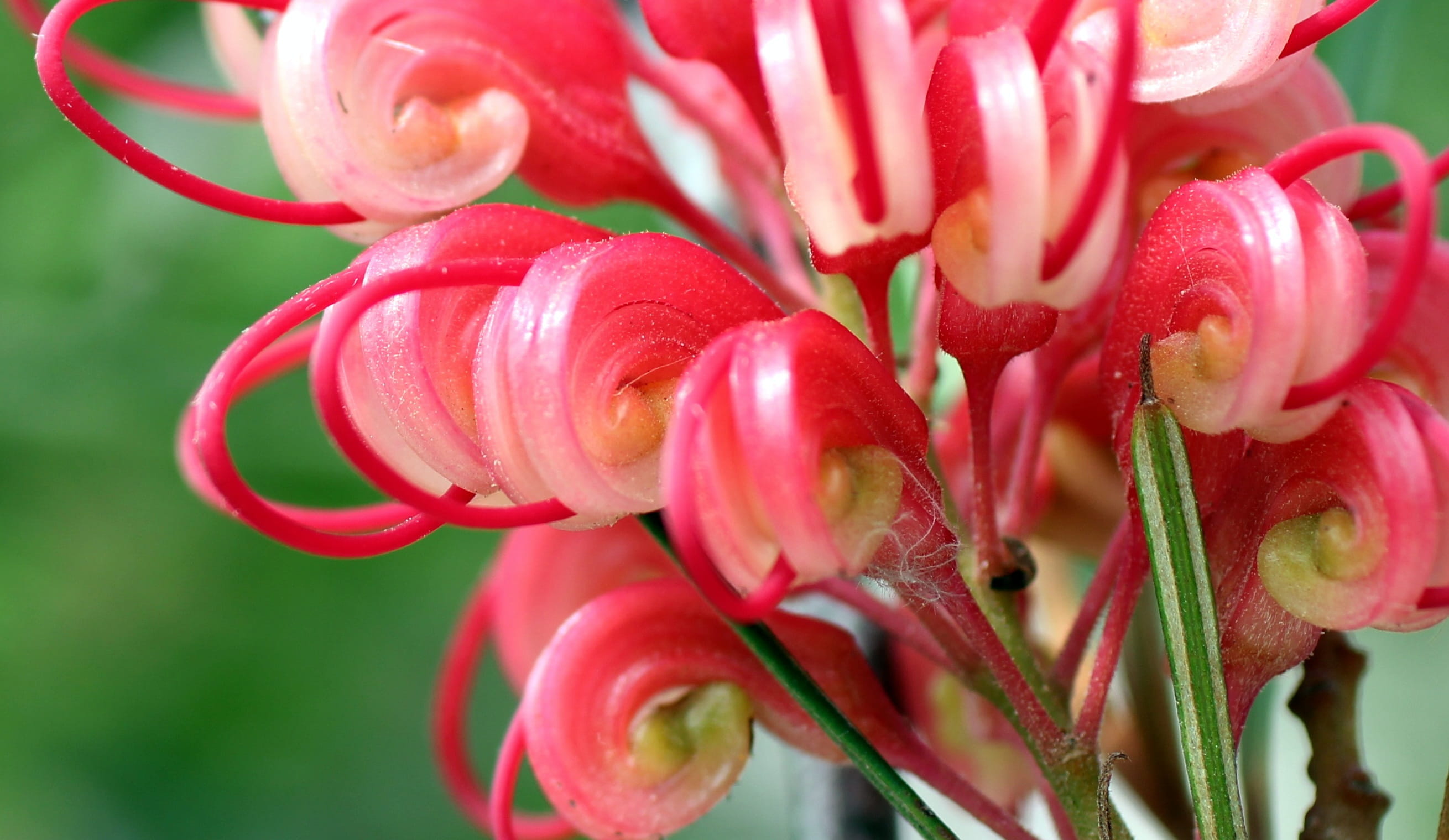 no people, bloom, blossom, pink, flower, colorful, beauty in nature, close-up, focus on foreground, fragility, vulnerability, lipari, springtime, freshness, HD Wallpaper
