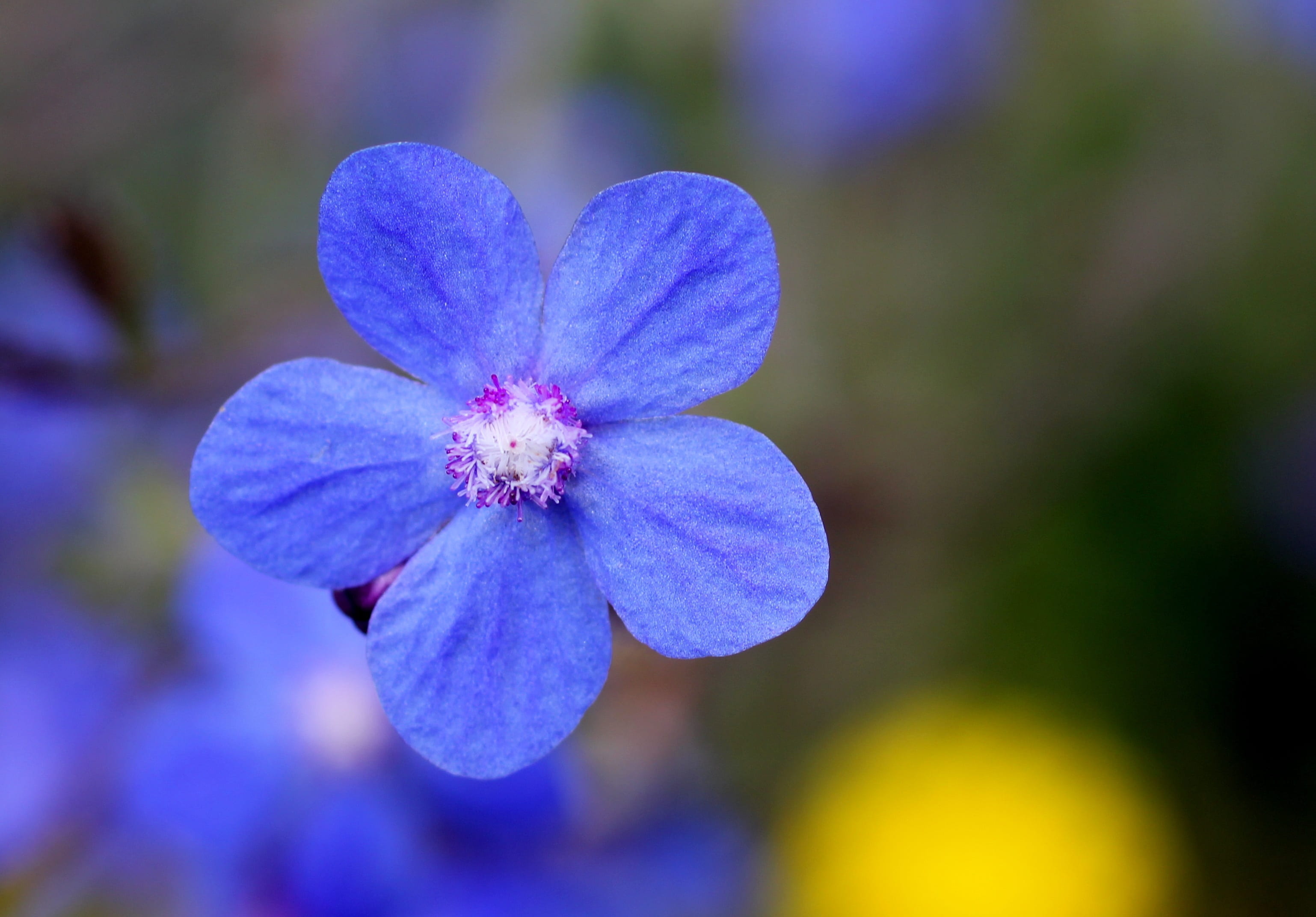flowering plant, purple, blossom, close-up, flower, outdoors, lipari, growth, freshness, beauty in nature, flower head, pollen, focus on foreground, blue, HD Wallpaper