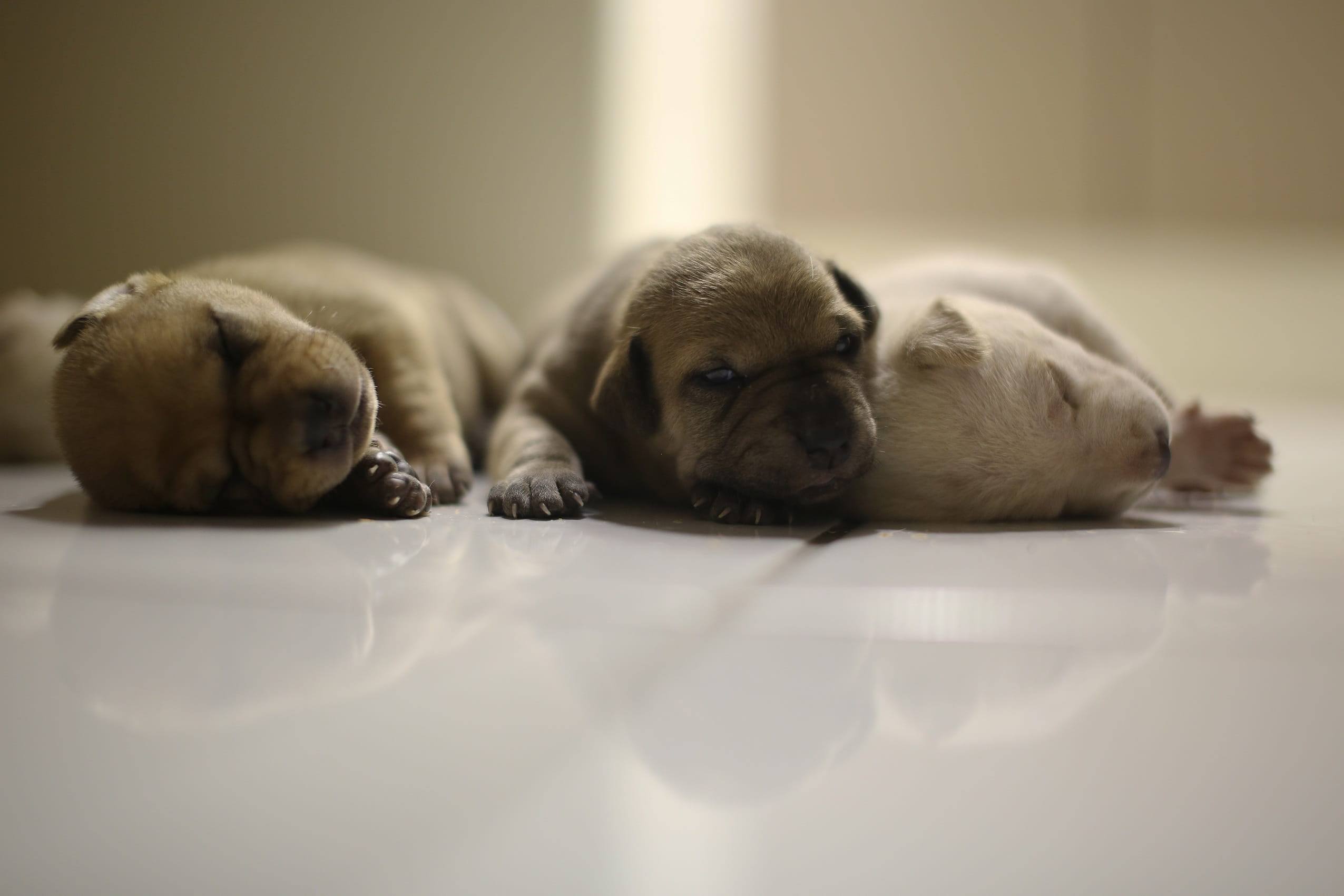 vertebrate, adorable, Pups, one animal, young, domestic, domestic animals, new, guinea, small, indoors, Dogs, Animals, relaxation, lying down, lovely, puppy, HD Wallpaper